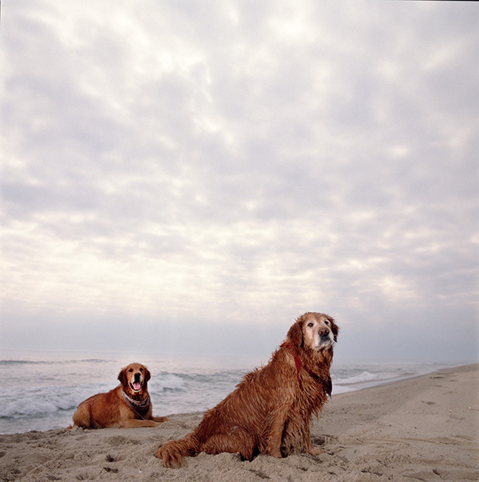 88054 Dogs Damp Dog 2 Color by Timothy White