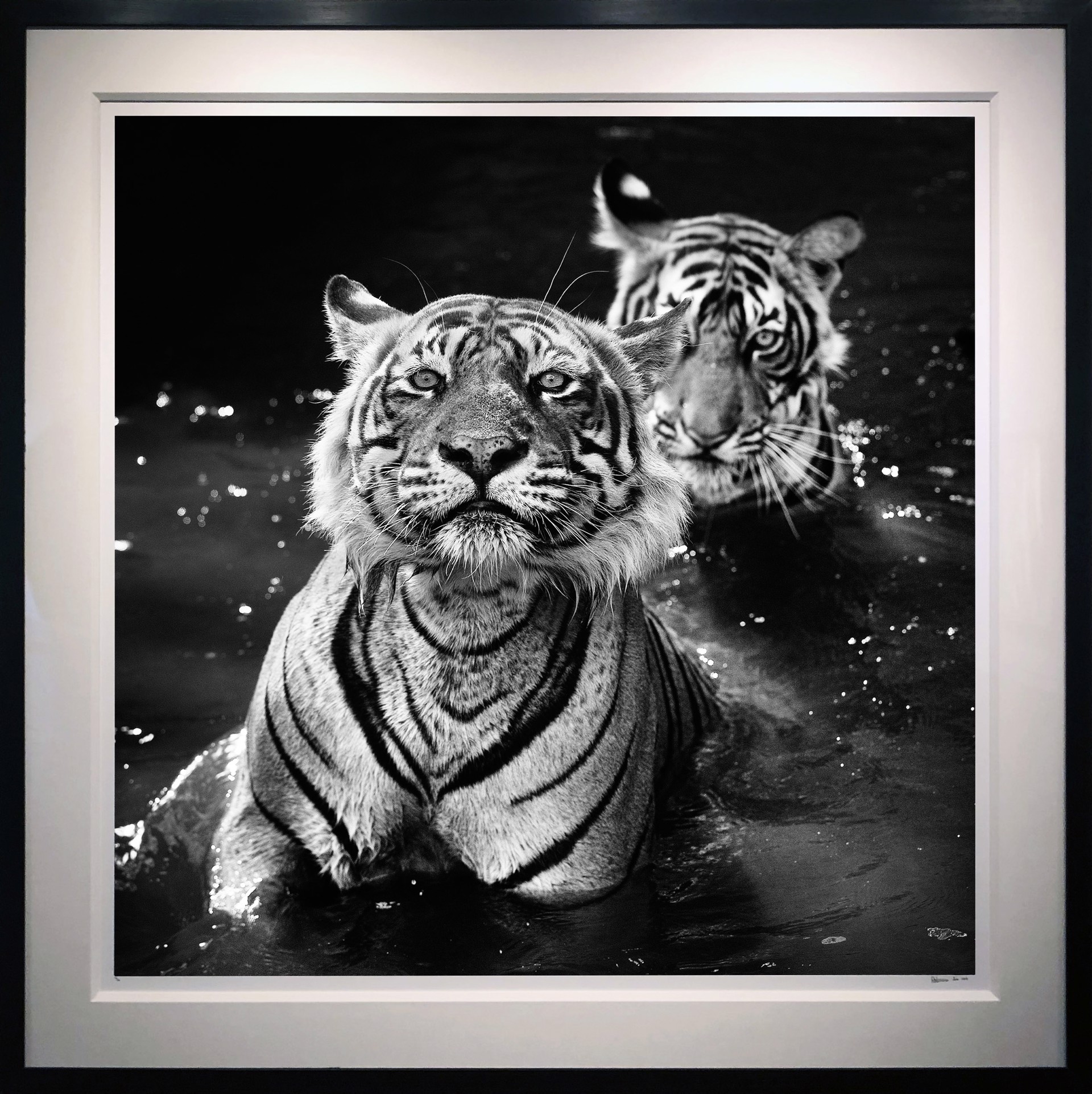 The Jungle Book Stories by David Yarrow