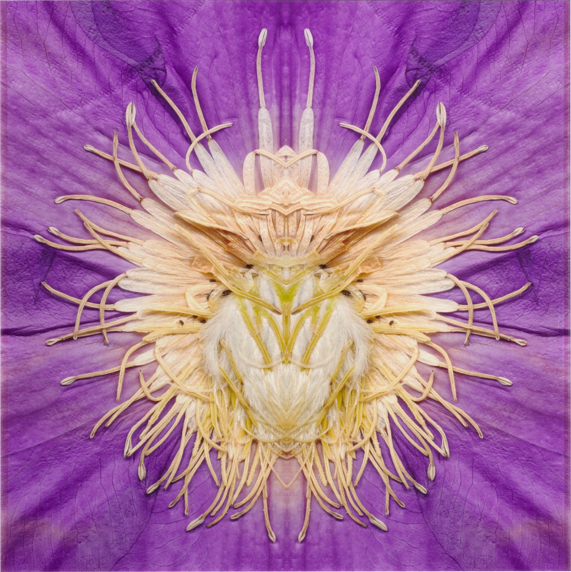 Clematis by E.V. Day