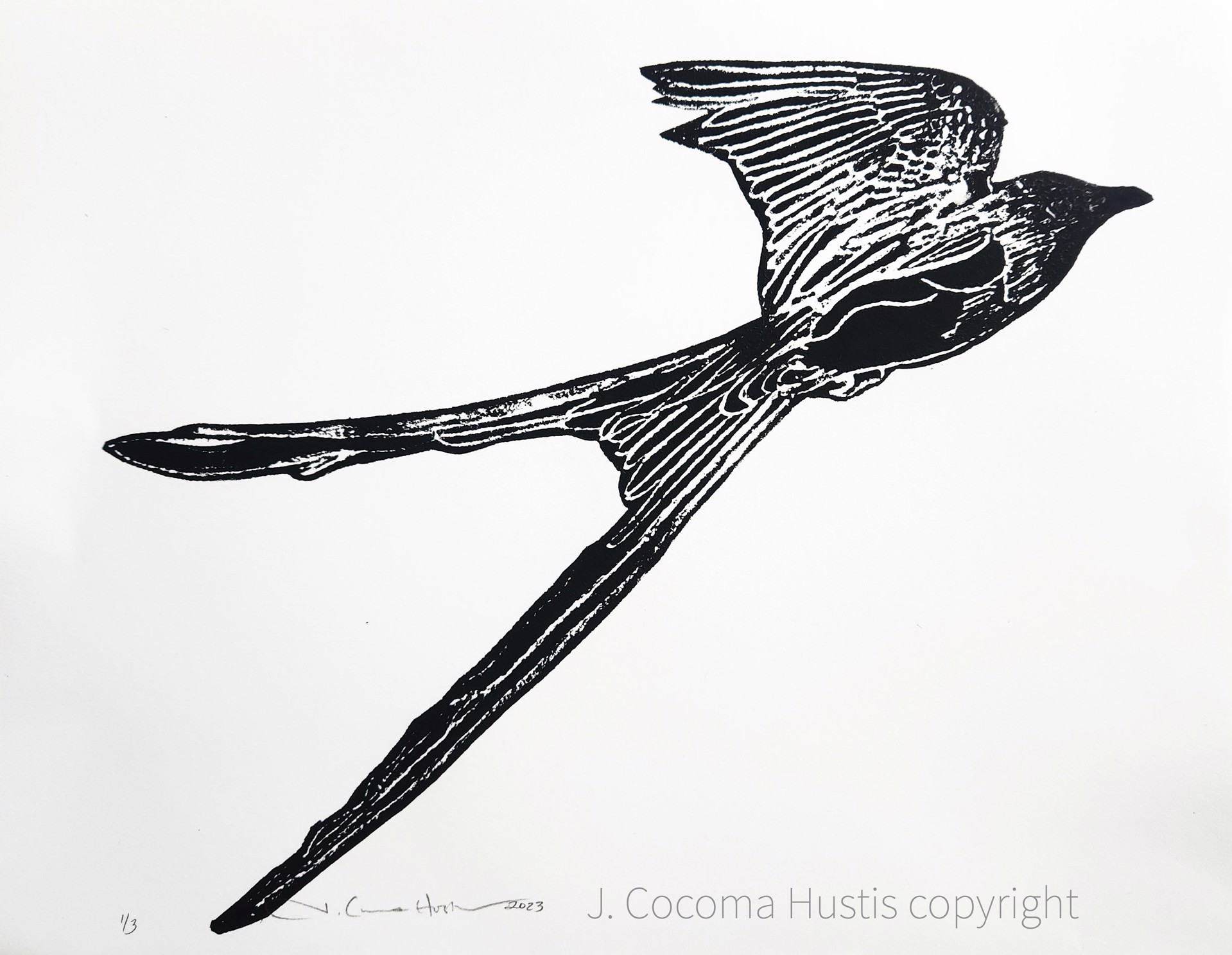Scissortail Flycatcher Etching Print by Jennifer Cocoma Hustis