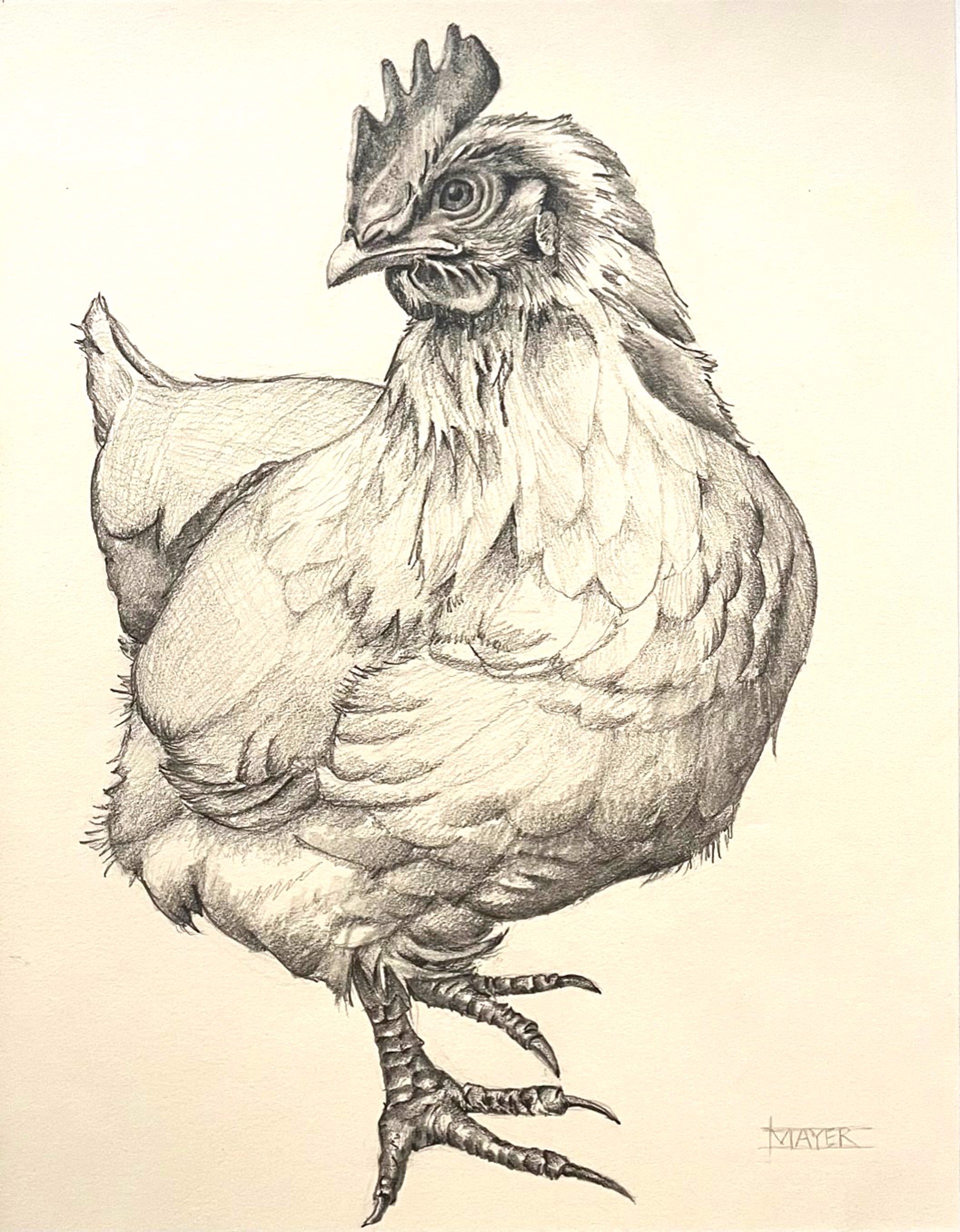 Hen Drawing by Maggie Mayer