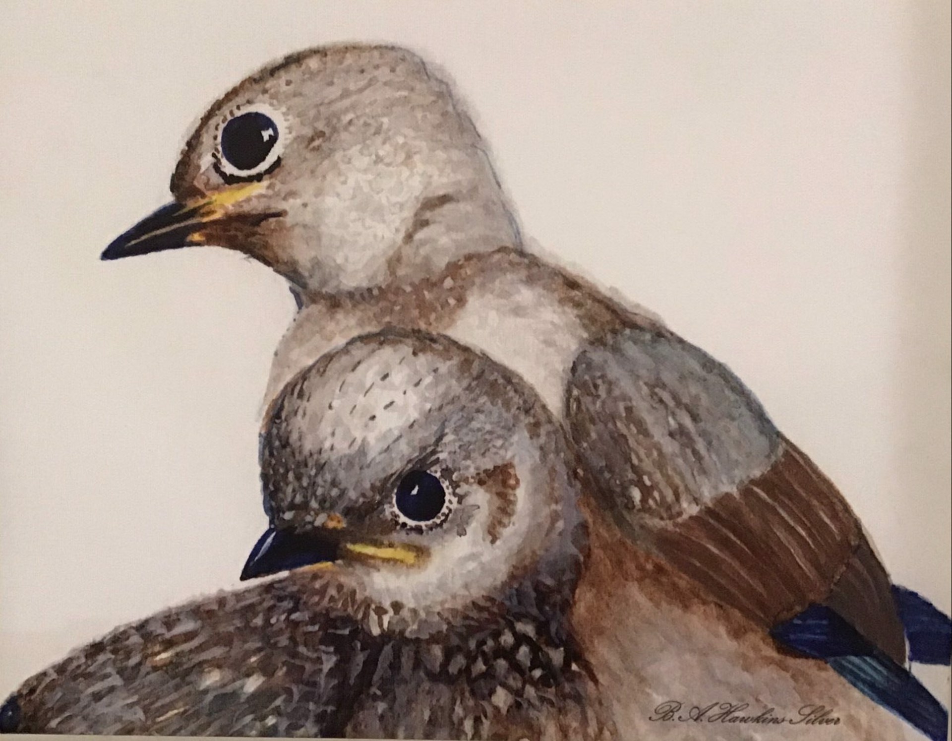 Bluebird Parents by Barbara Hawkins Silver