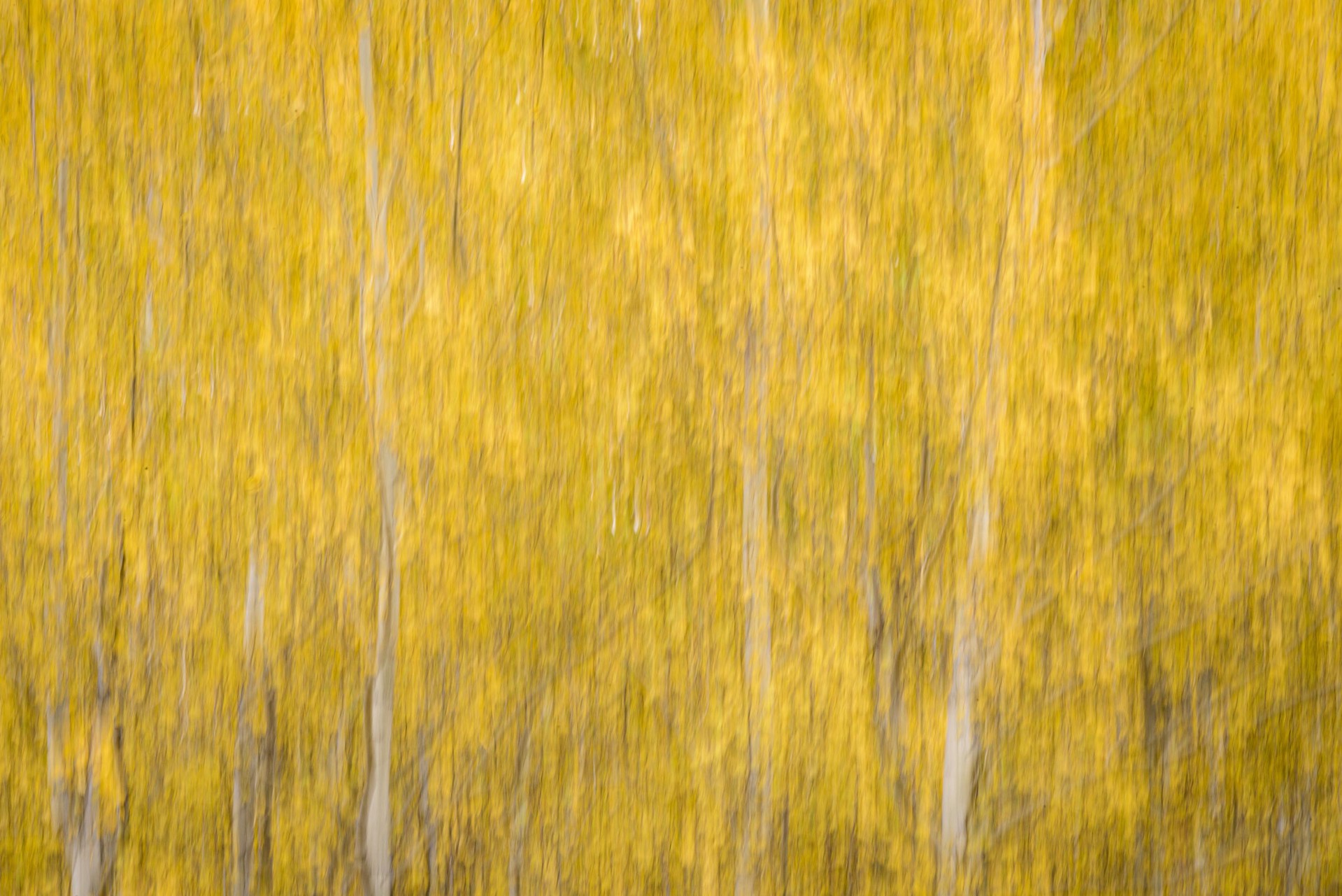 Abstract Photograph Of Aspen Trees In The Fall With Yellow Leaves, Framed And Printed On Metal By Dwight Vasel 