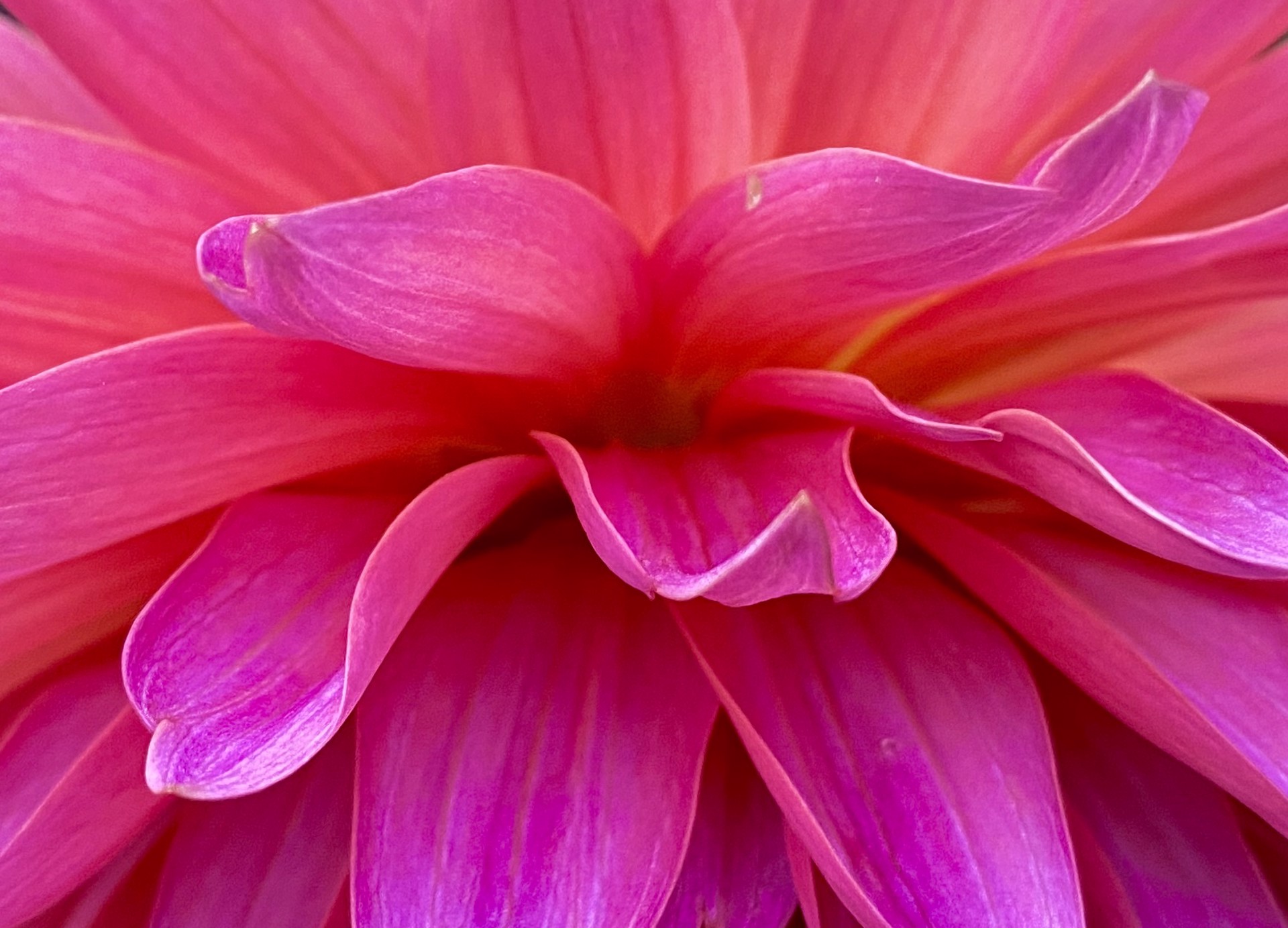Pink Dahlia Petals by Amy Kaslow