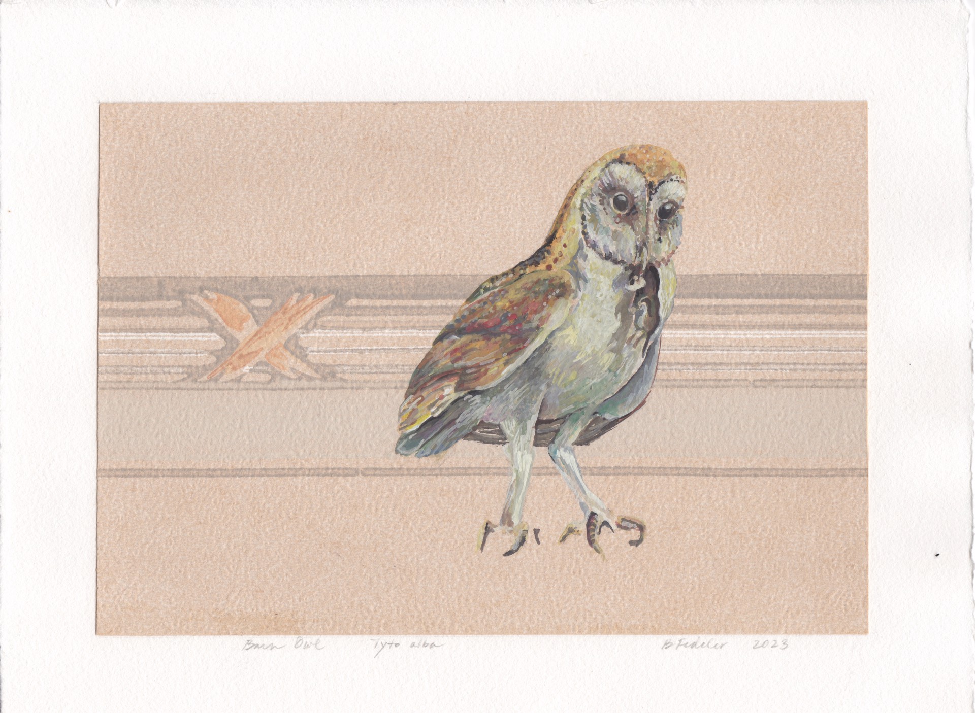 Barn Owl–Tyto alba by Barbara Fedeler
