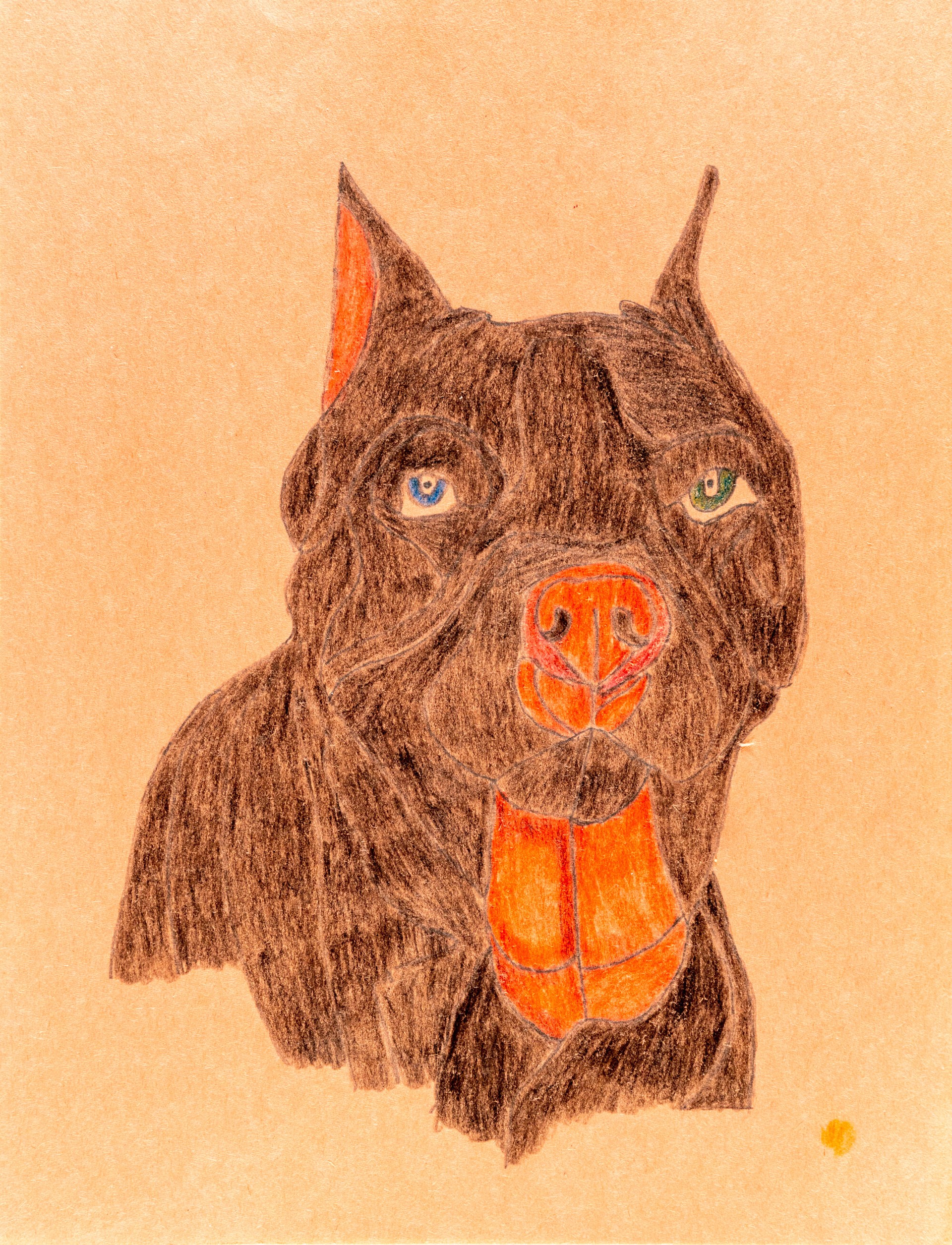 Drawing of a Black Pitbull Dog by C.B.