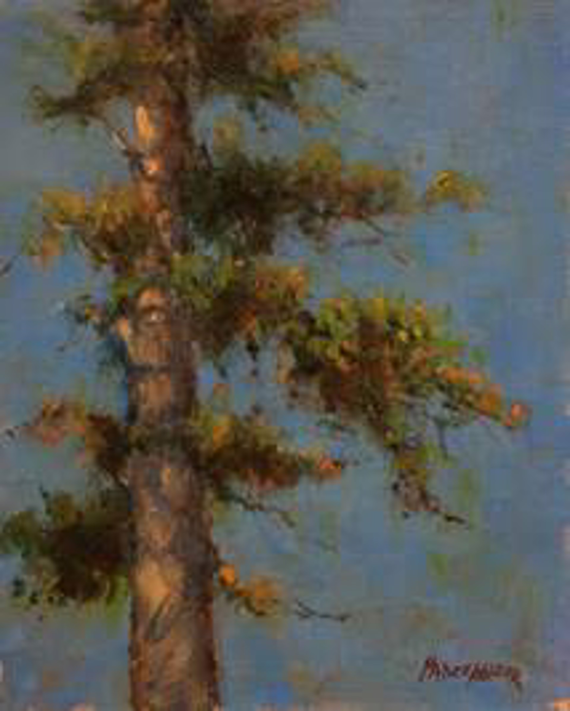 Pine Tree Study by Debra Nadelhoffer