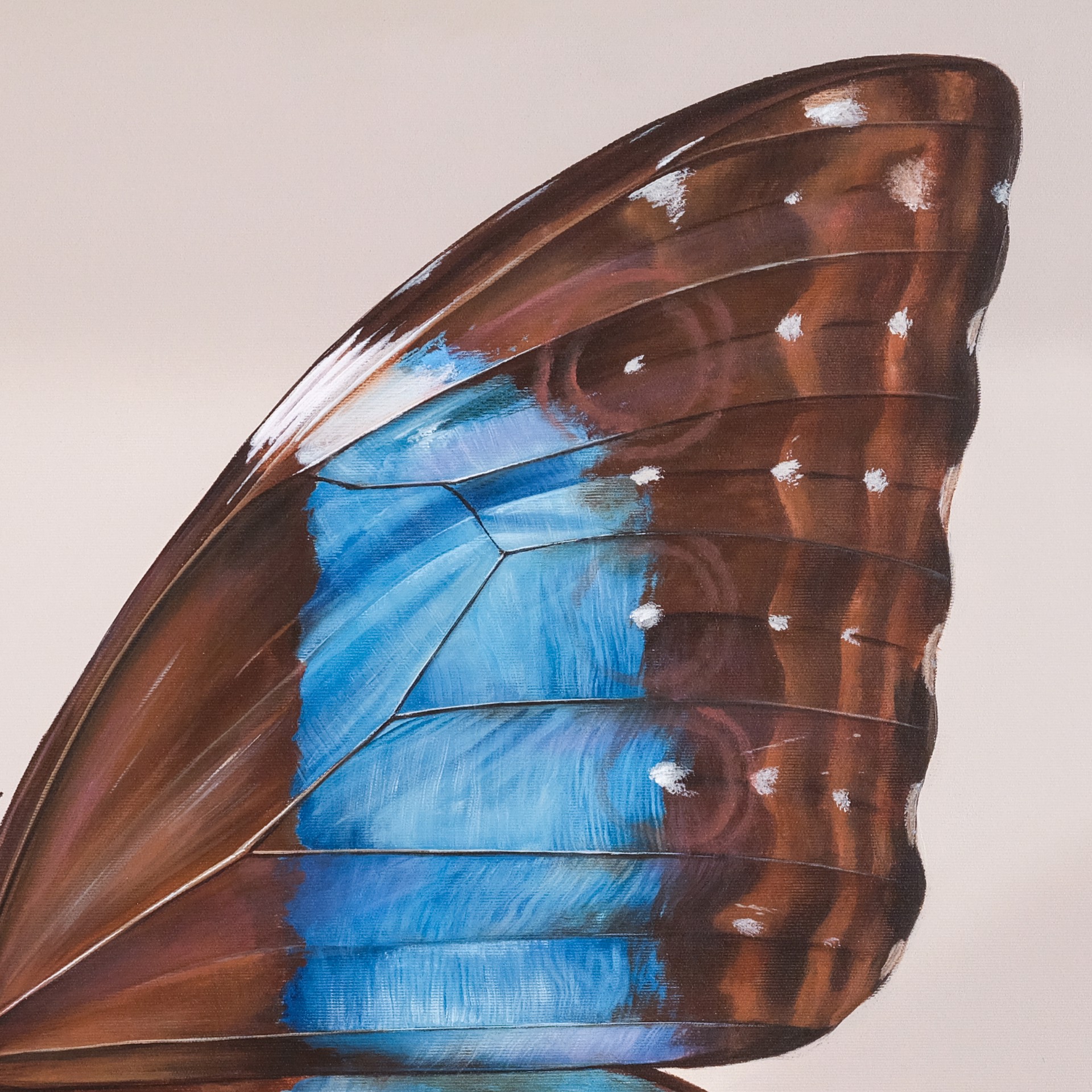 The Square Collection : Morpho deidamia by Mantra
