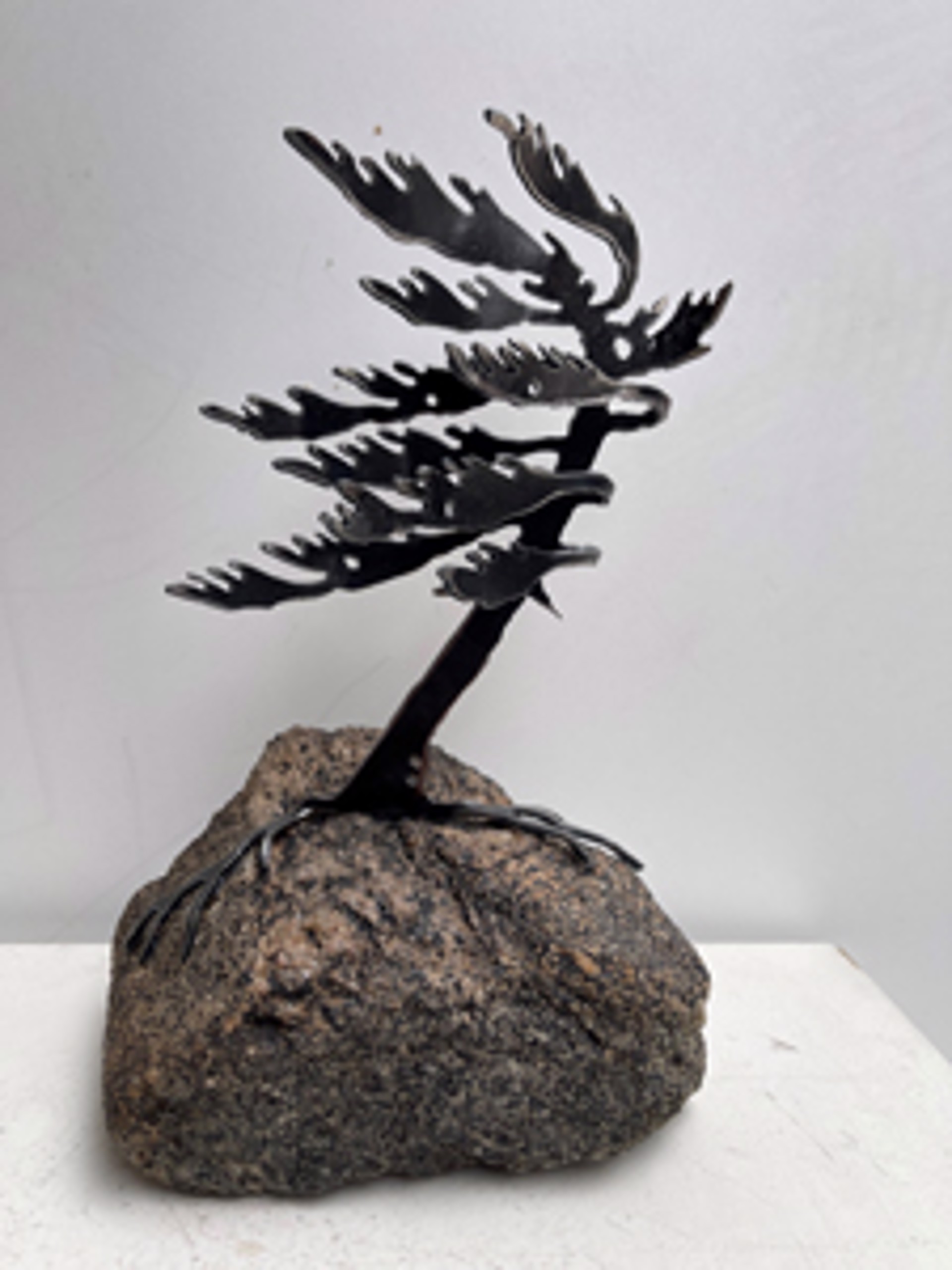 Windswept Pine 660056 by Cathy Mark
