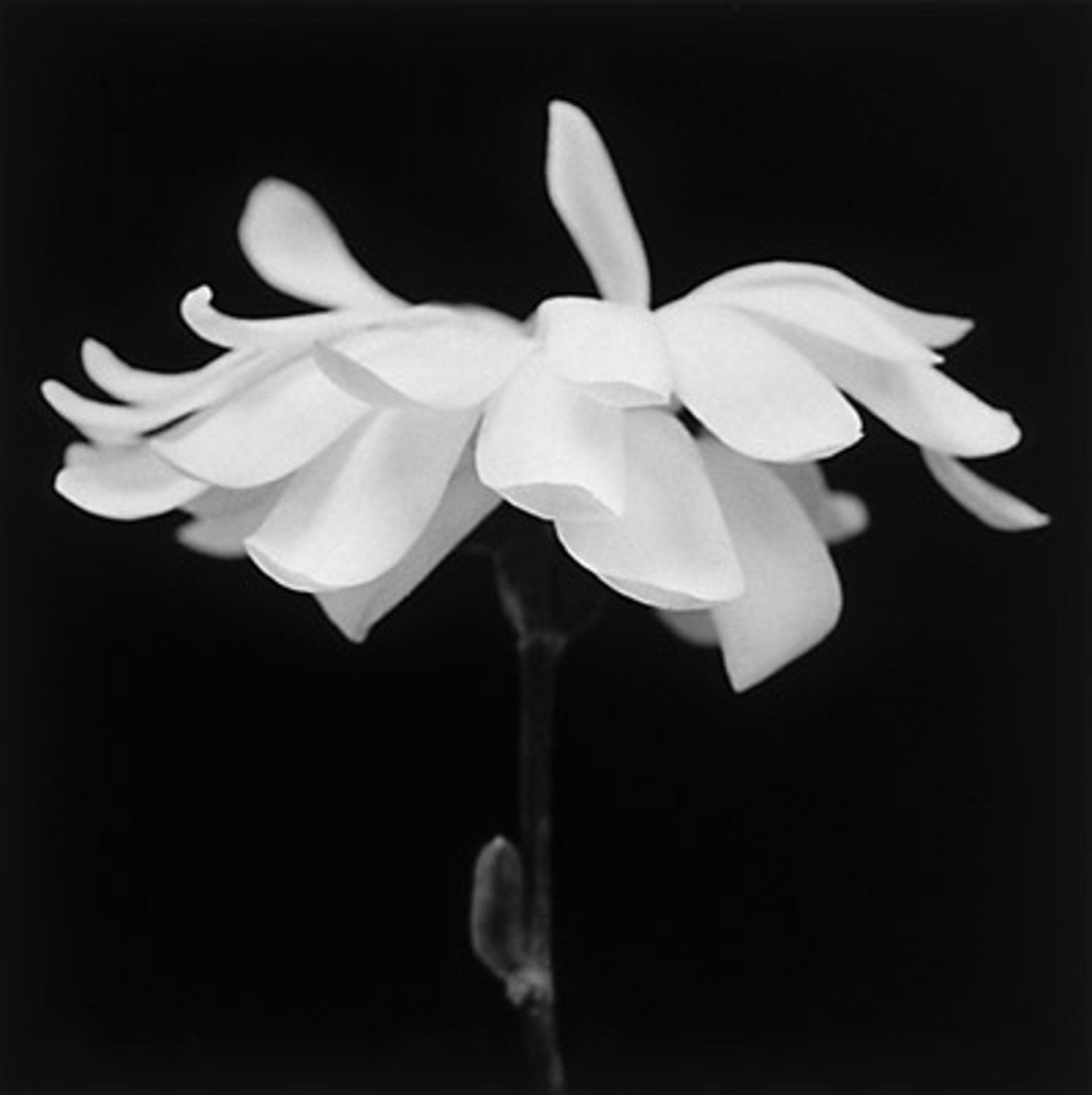 Magnolia by MaryAnn Bushweller