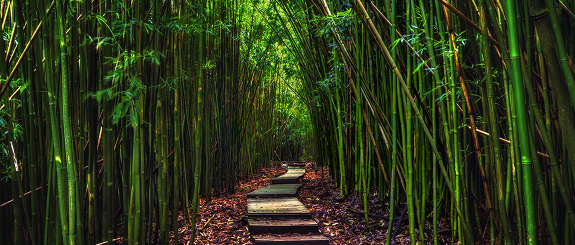 Bamboo Zen Pathway by Bryan Pezman