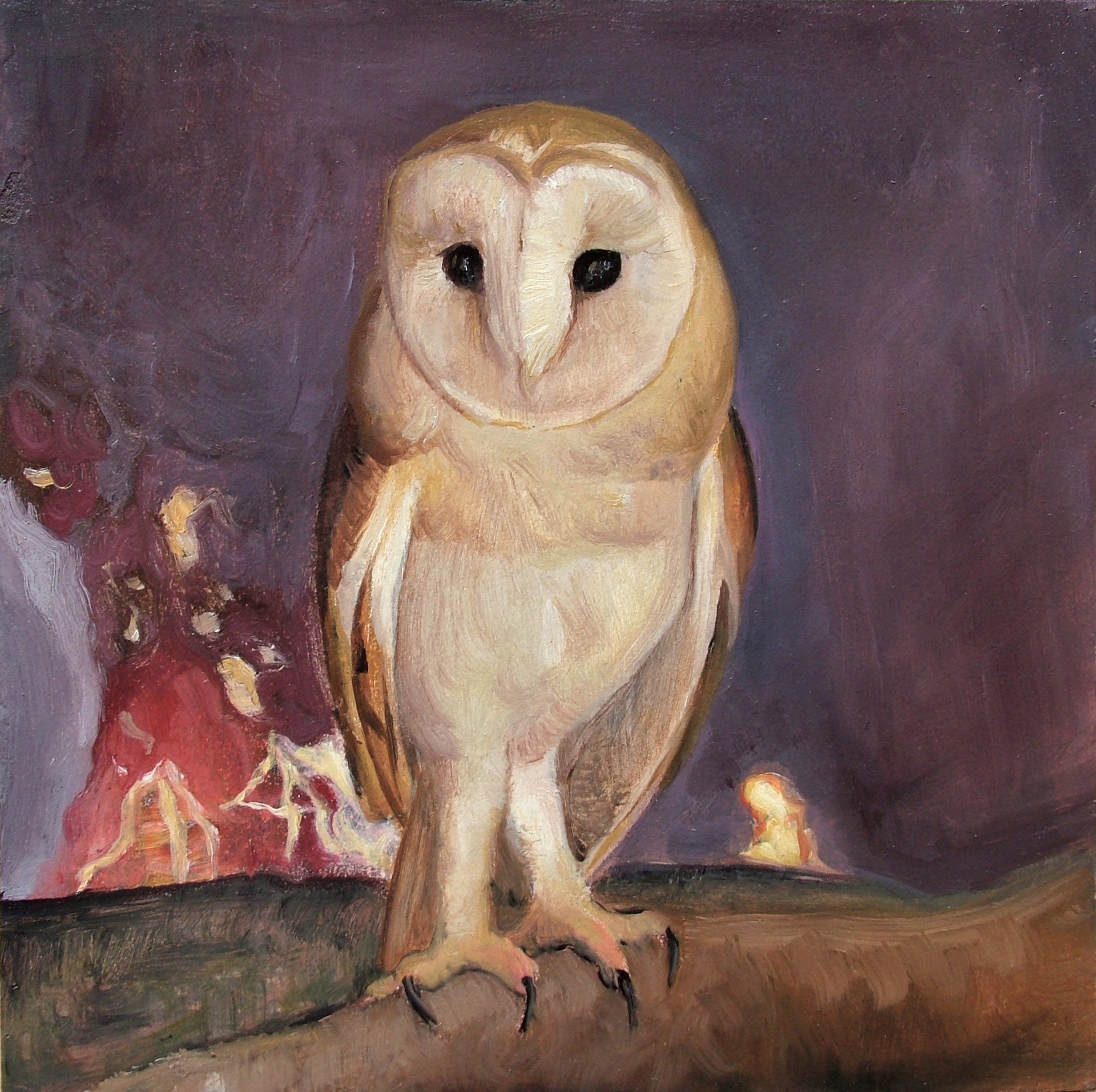 Barn Owl by David Molesky