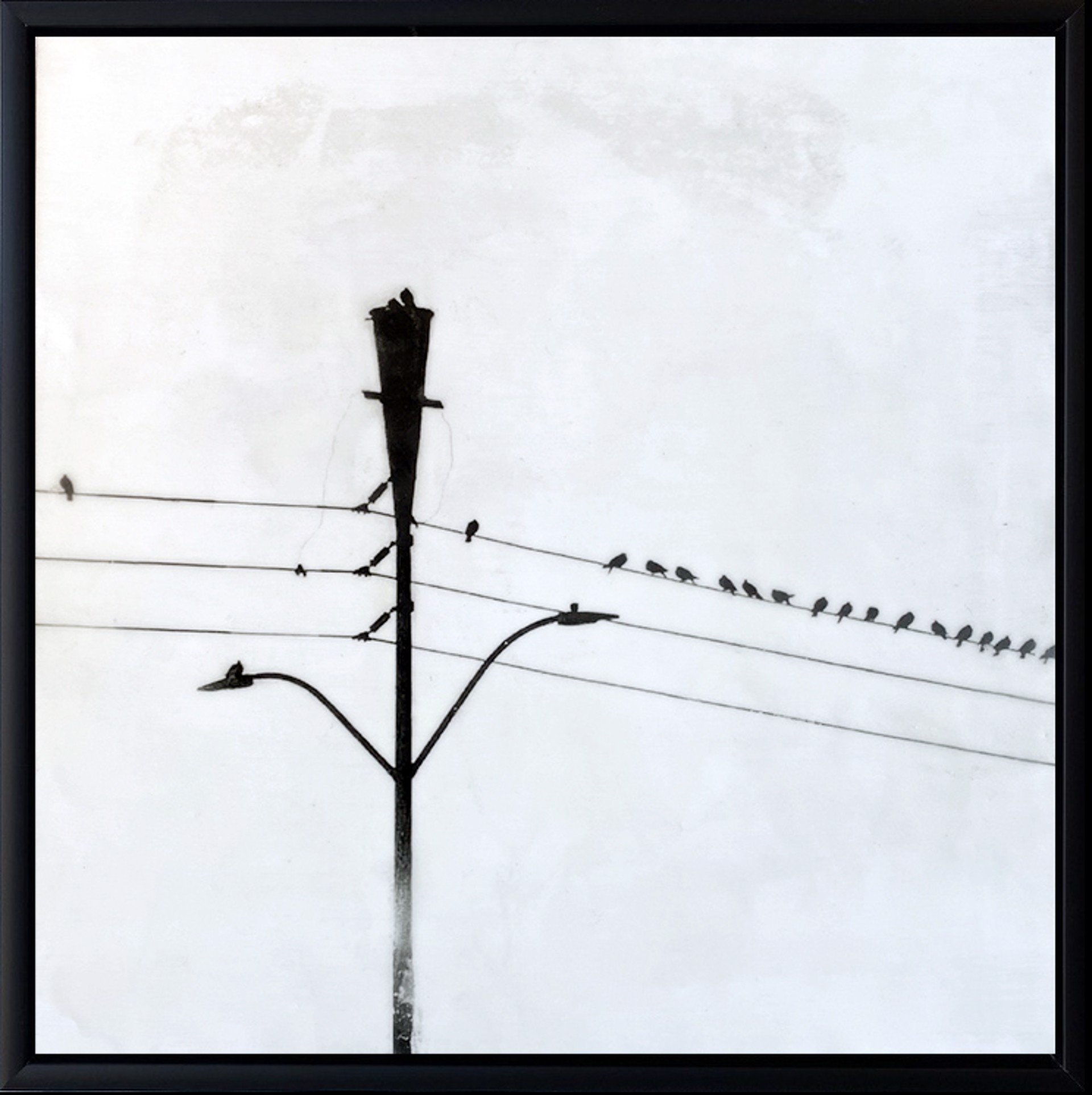 Lightpole With Birds on Wires by Suzie Buchholz