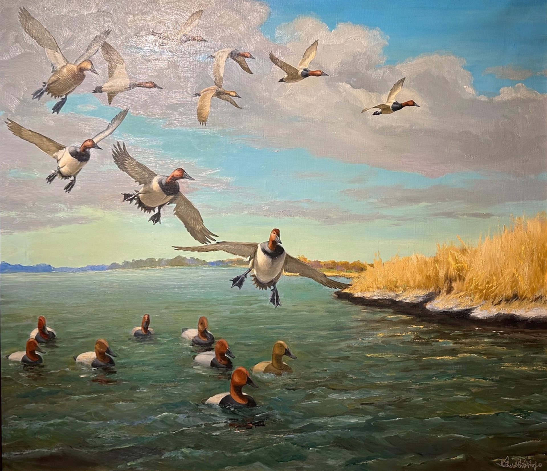 Canvasbacks Dropping Into the Decoys by Richard Evett Bishop