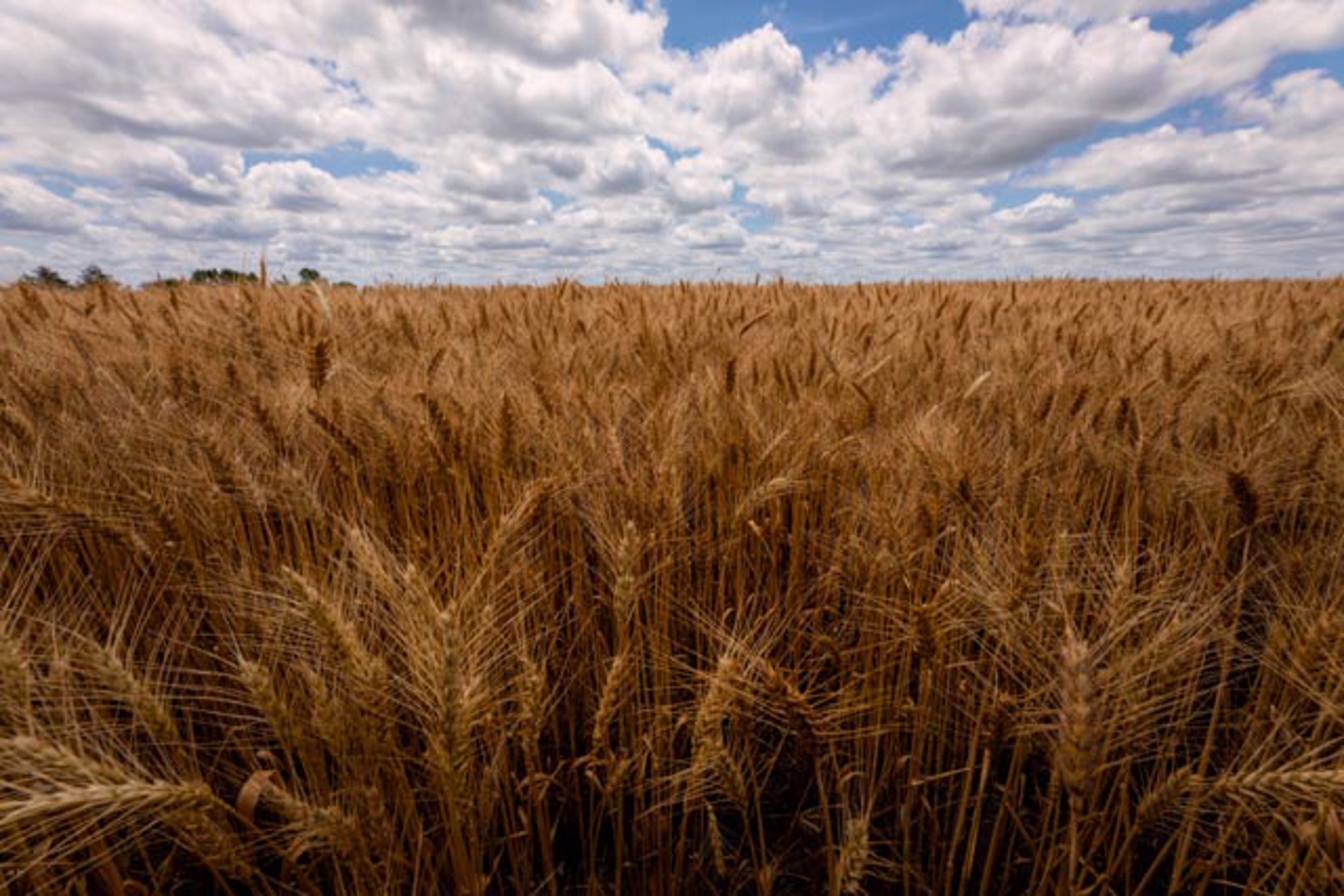 Kansas Wheat Field by Scott Bean