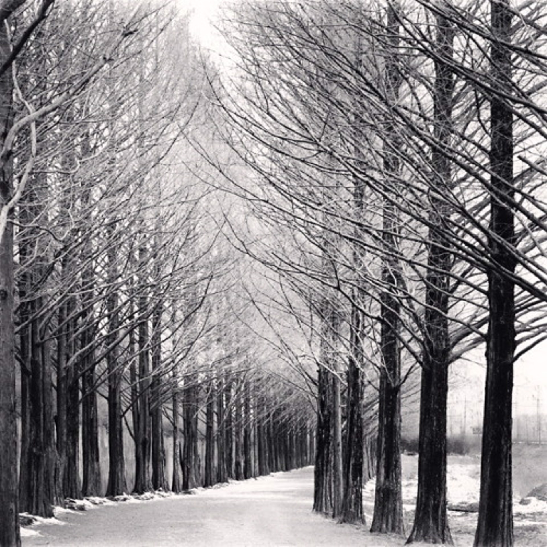 Alley of Trees, Damyang, Jeollanamdo, South Korea (edition of 45) by Michael Kenna