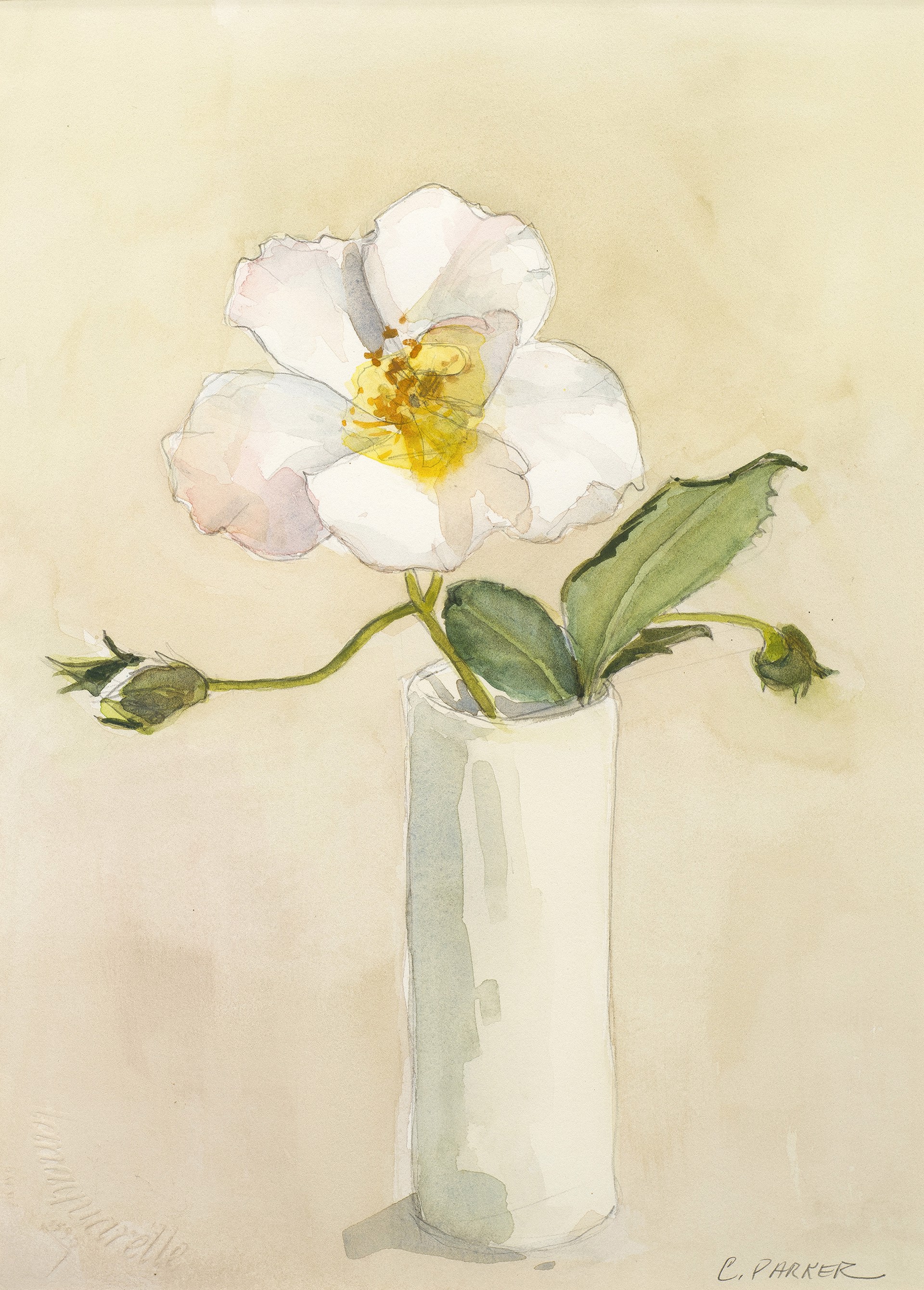 Garden Rose by Carol Parker
