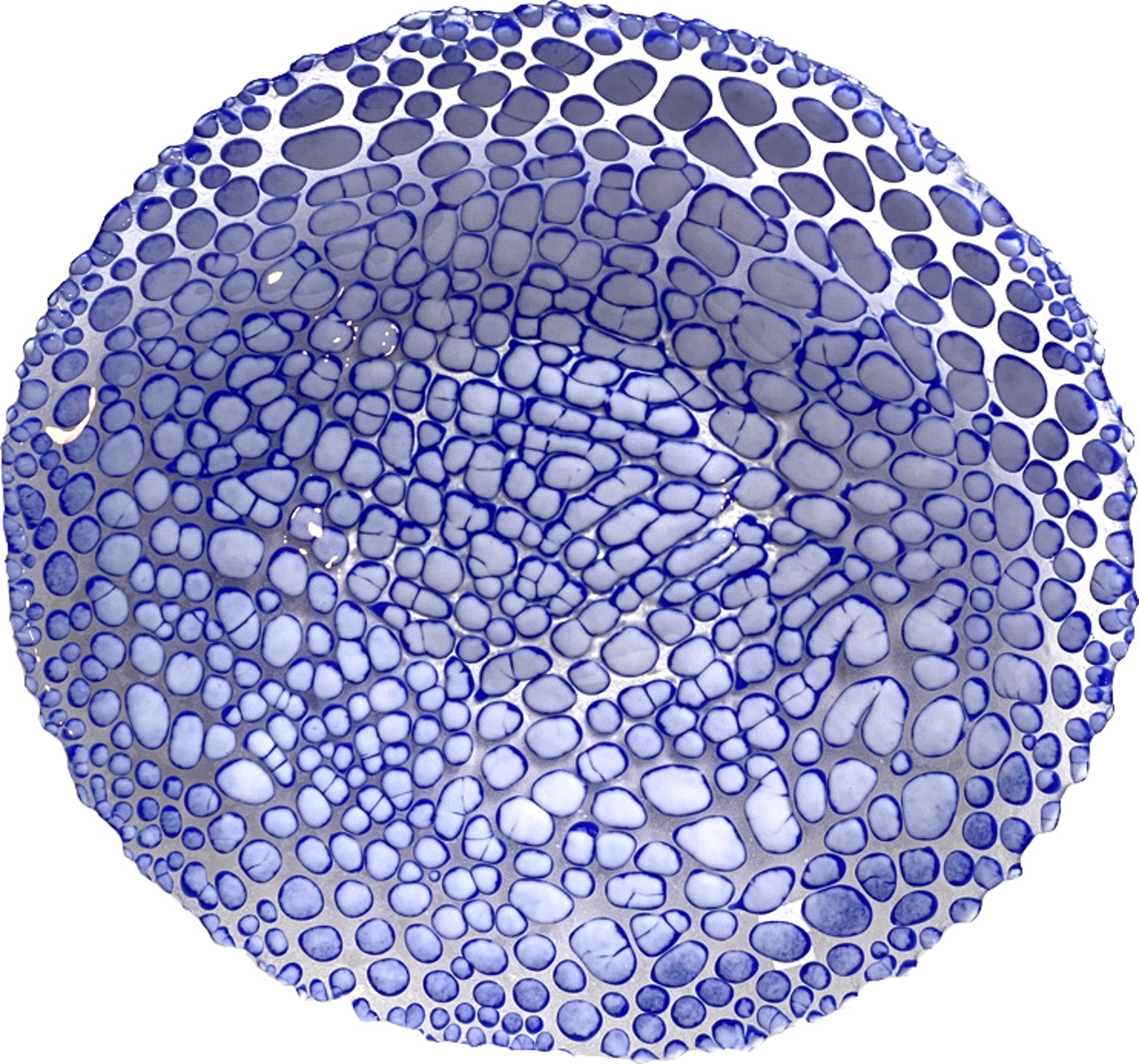 Blue Dots Bowl by Jennifer Welch