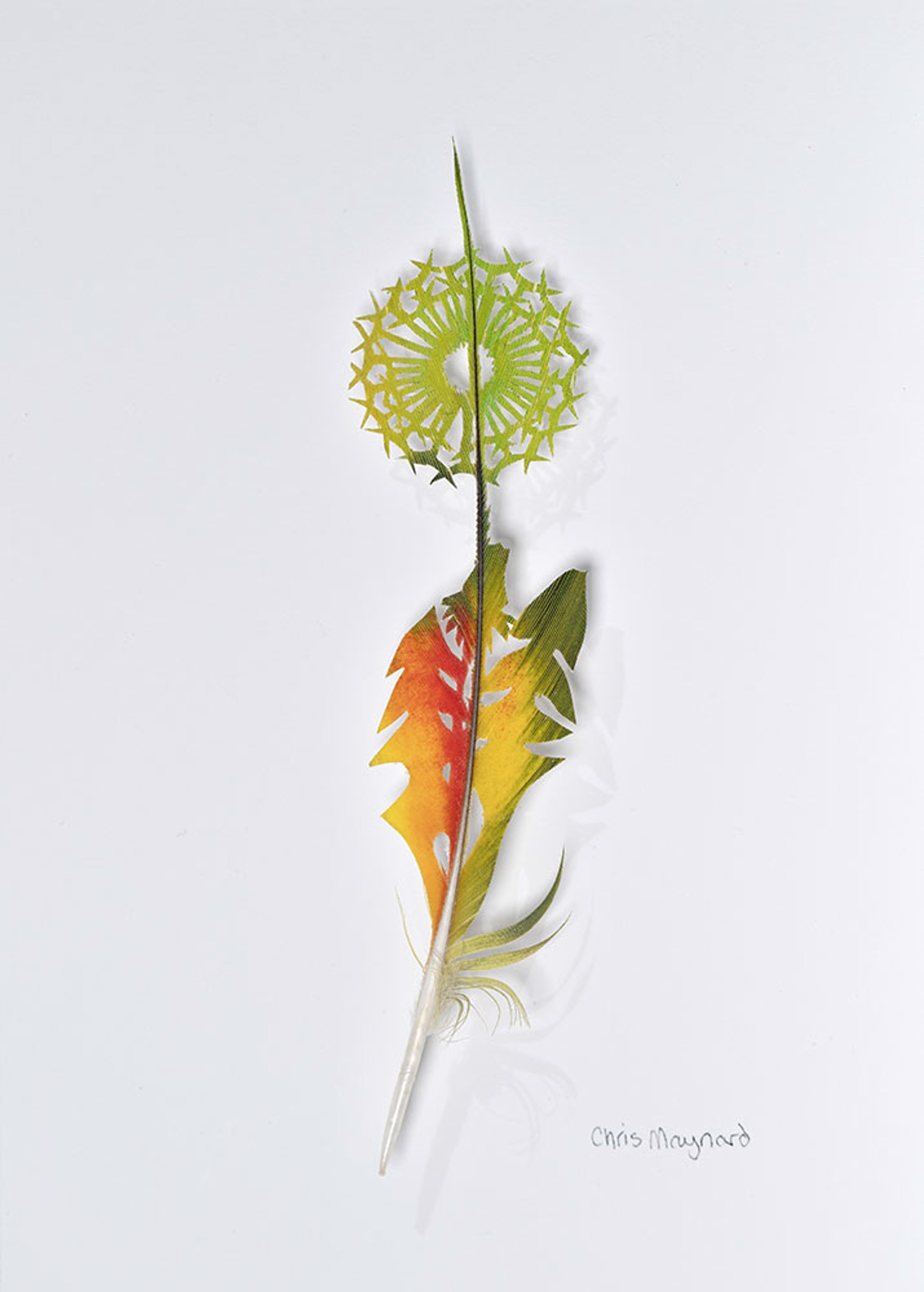 Dandelion Fluff by Chris Maynard