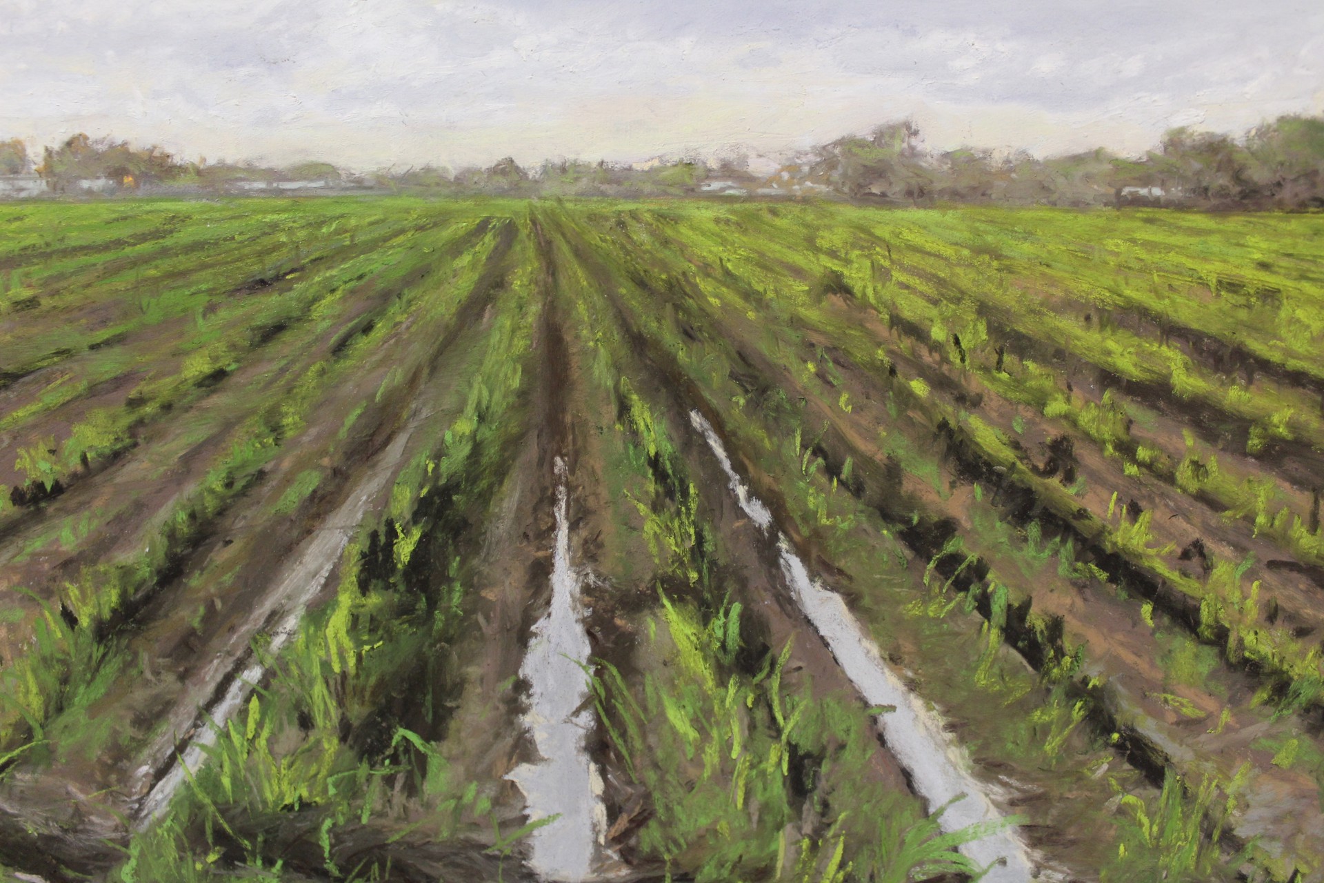 Petite Ans, Bayou Cane Field by Mary Monk