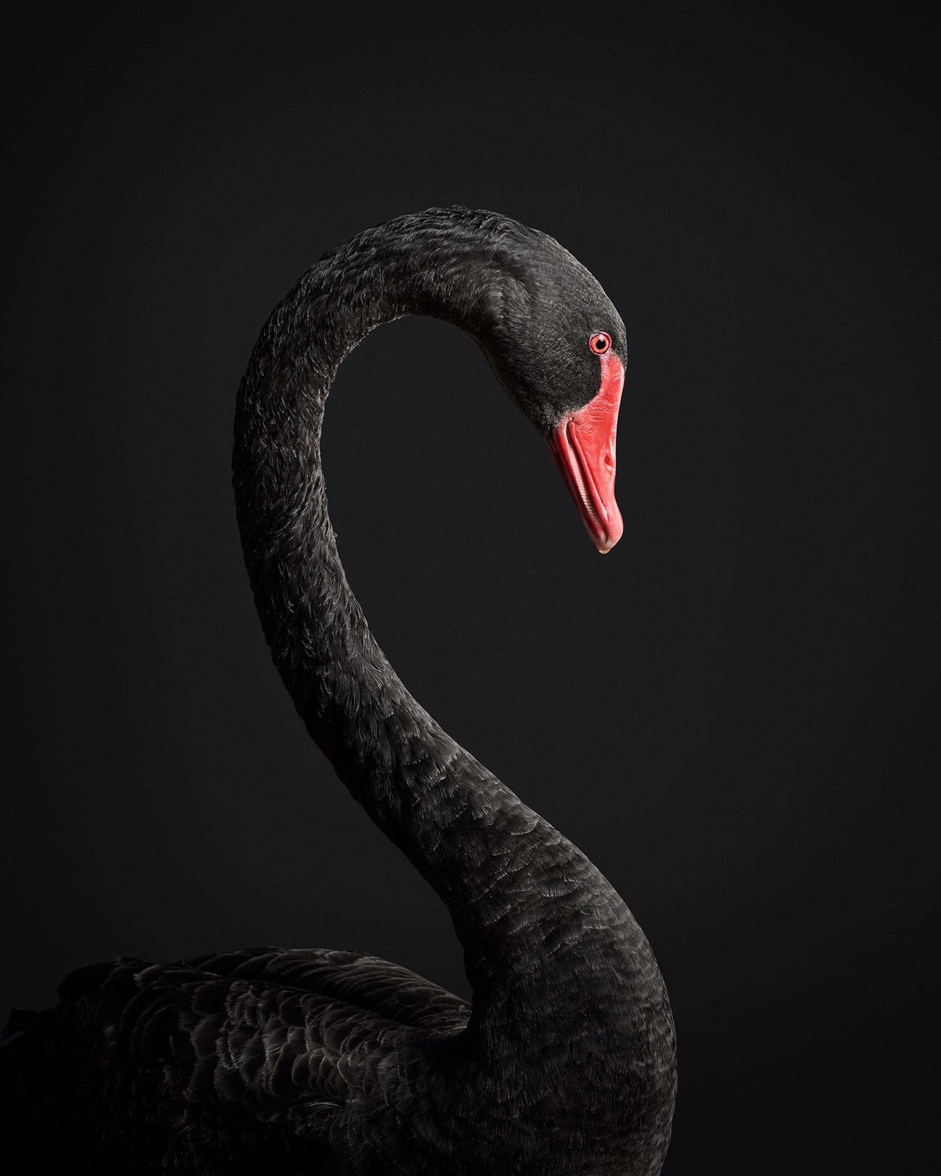 Black Swan No. 1 by Randal Ford