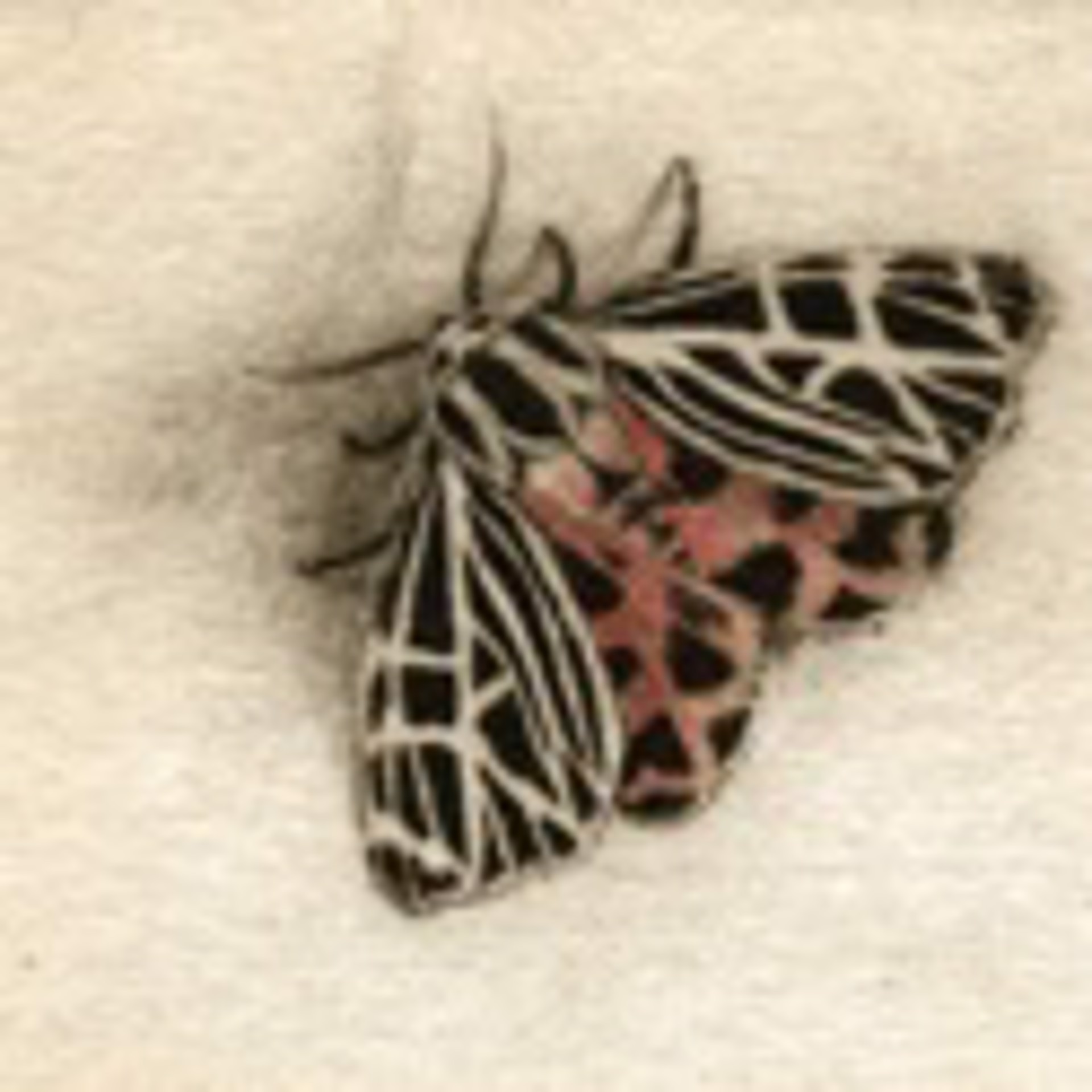 Tiger Moth_unframed, #62/100 by Melanie Fain