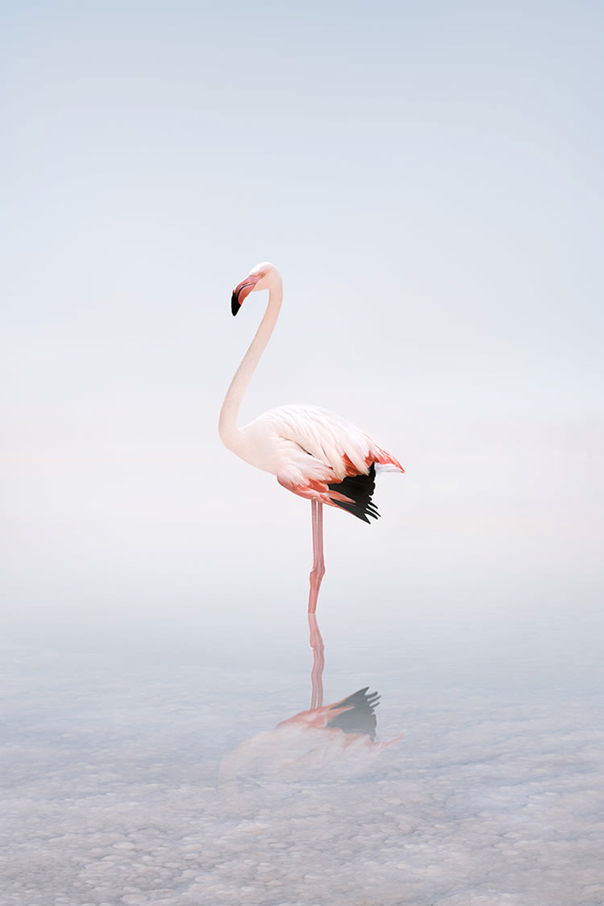 Wondering White Flamingo by Alice Zilberberg