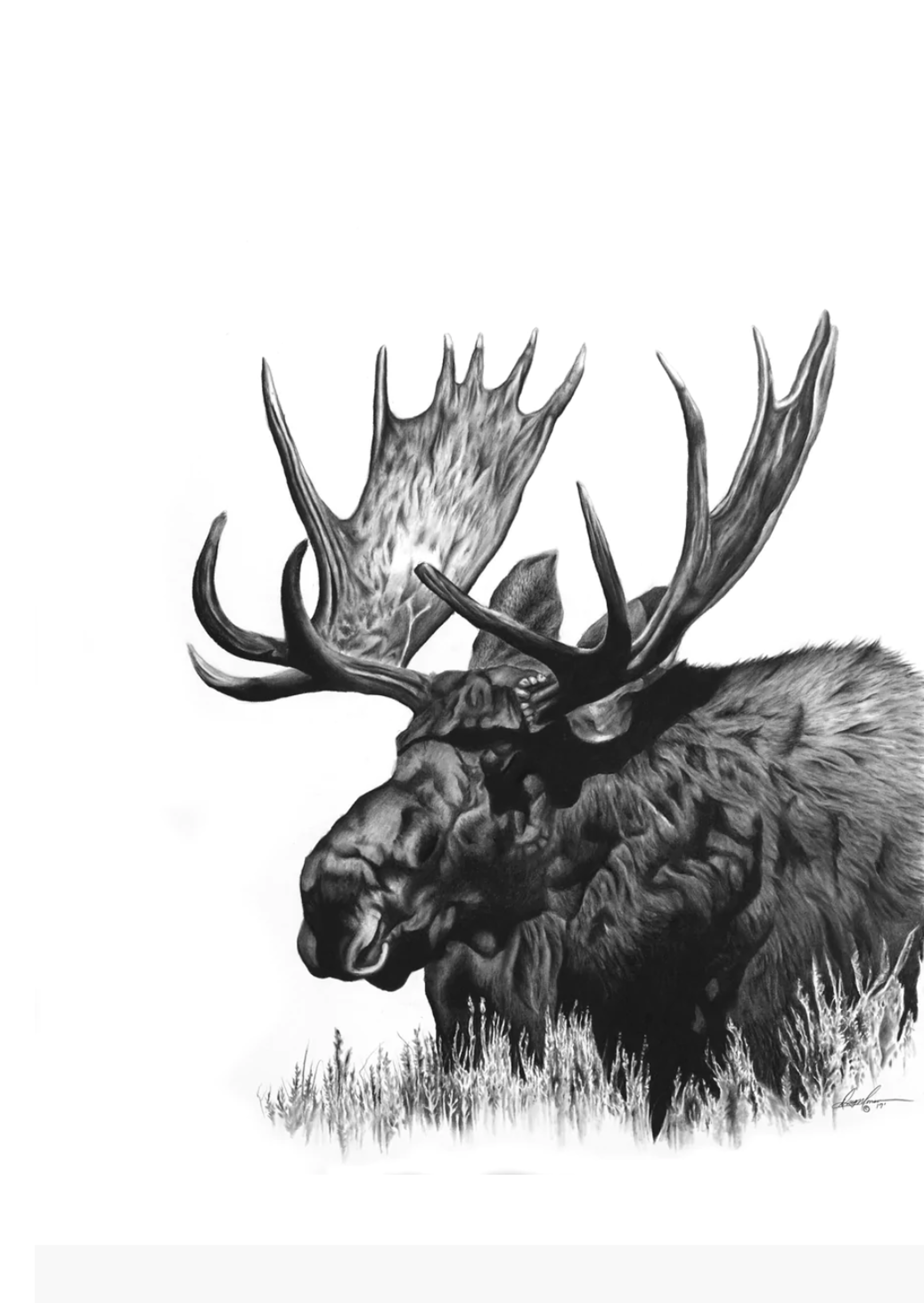 Moose Nap by Doug Monson