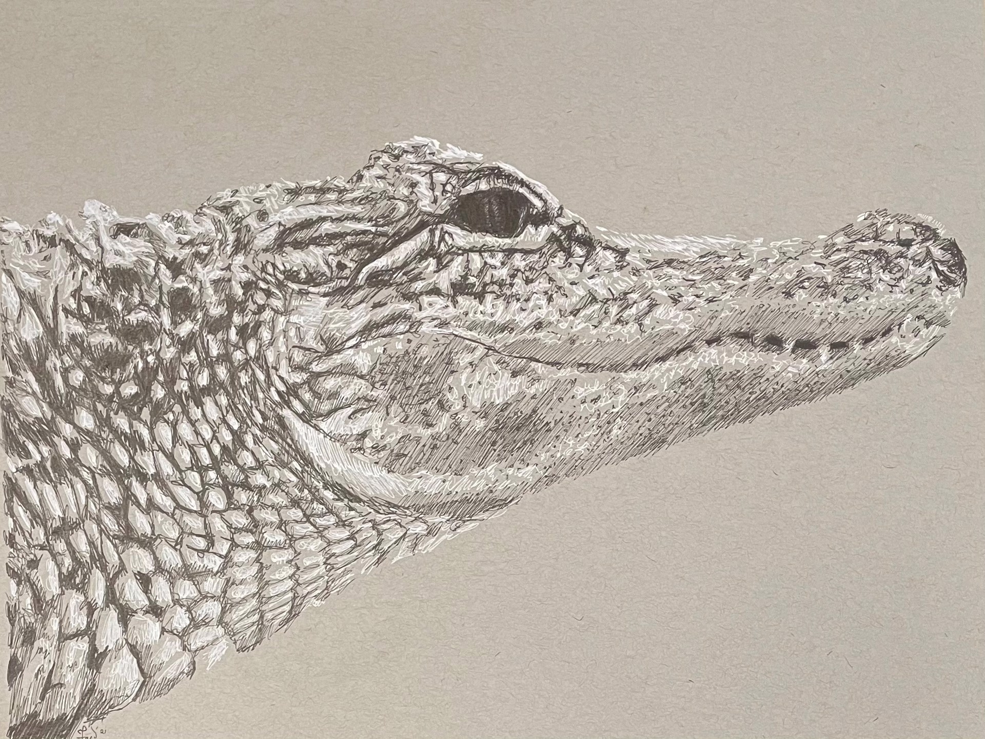 Alligator in Profile by Ed Ford