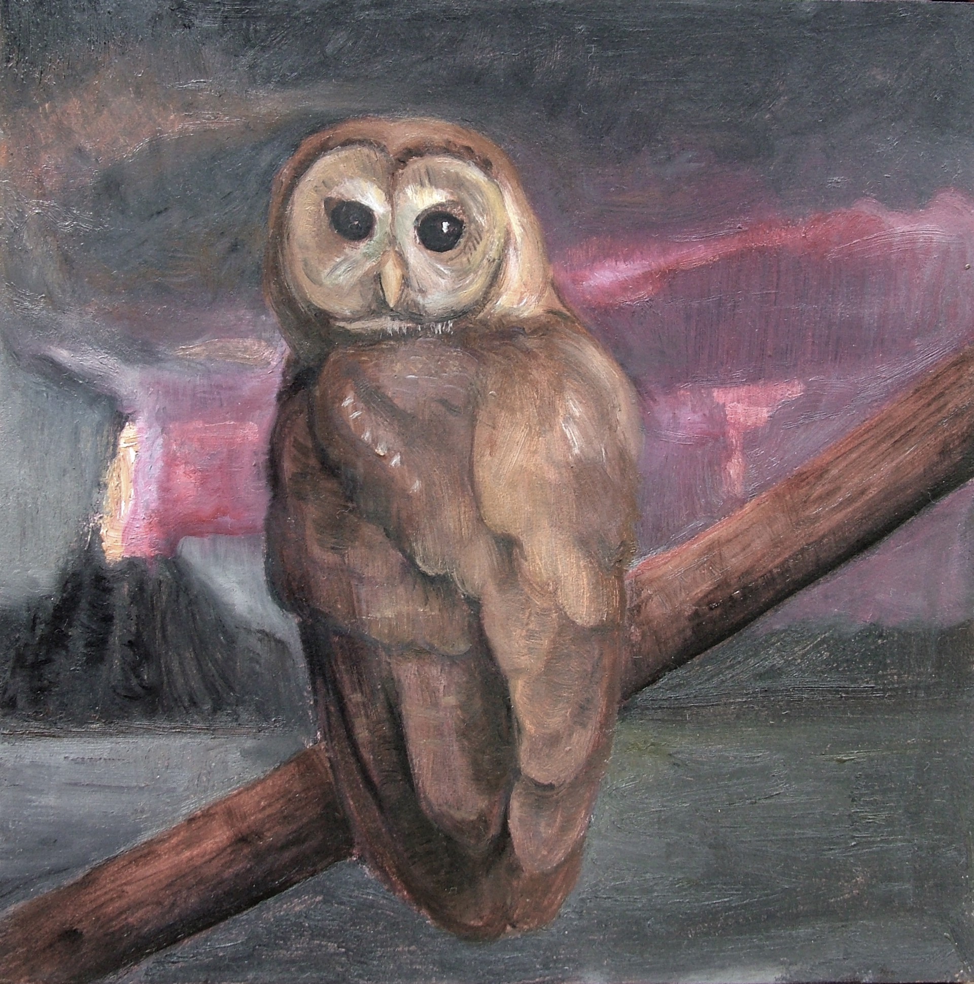 Barred Owl by David Molesky