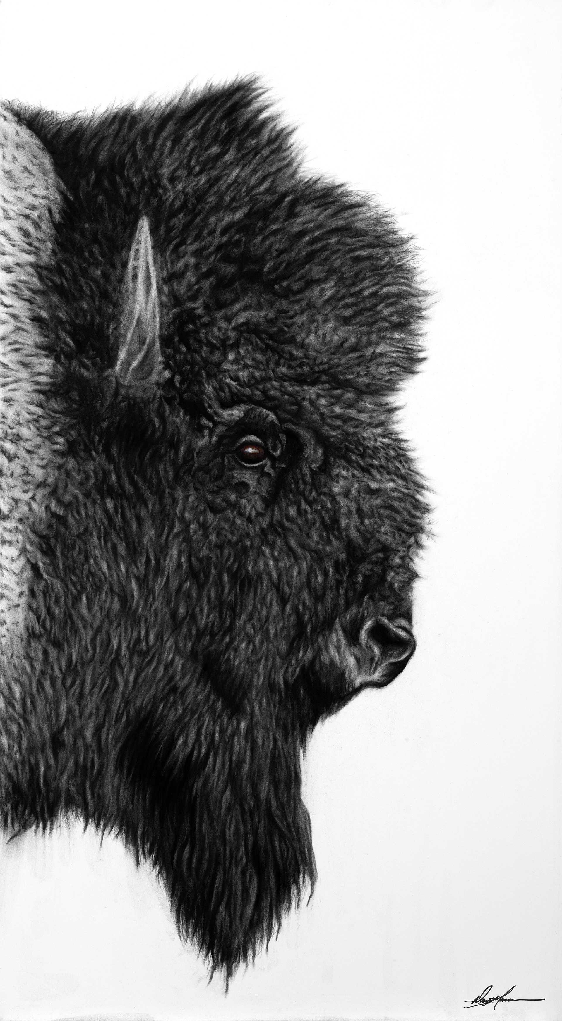 Bison Profile 1 by Doug Monson