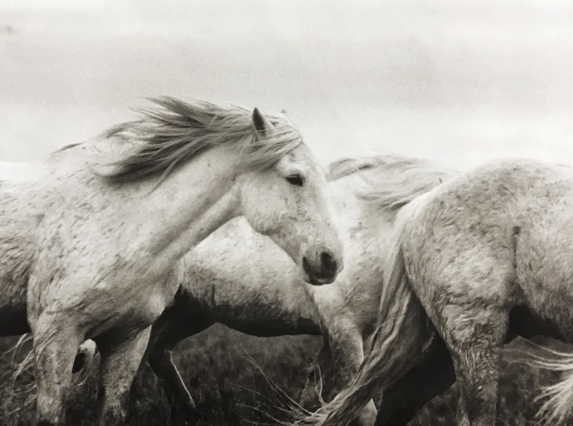 CAMARGUE III by Dona Bollard