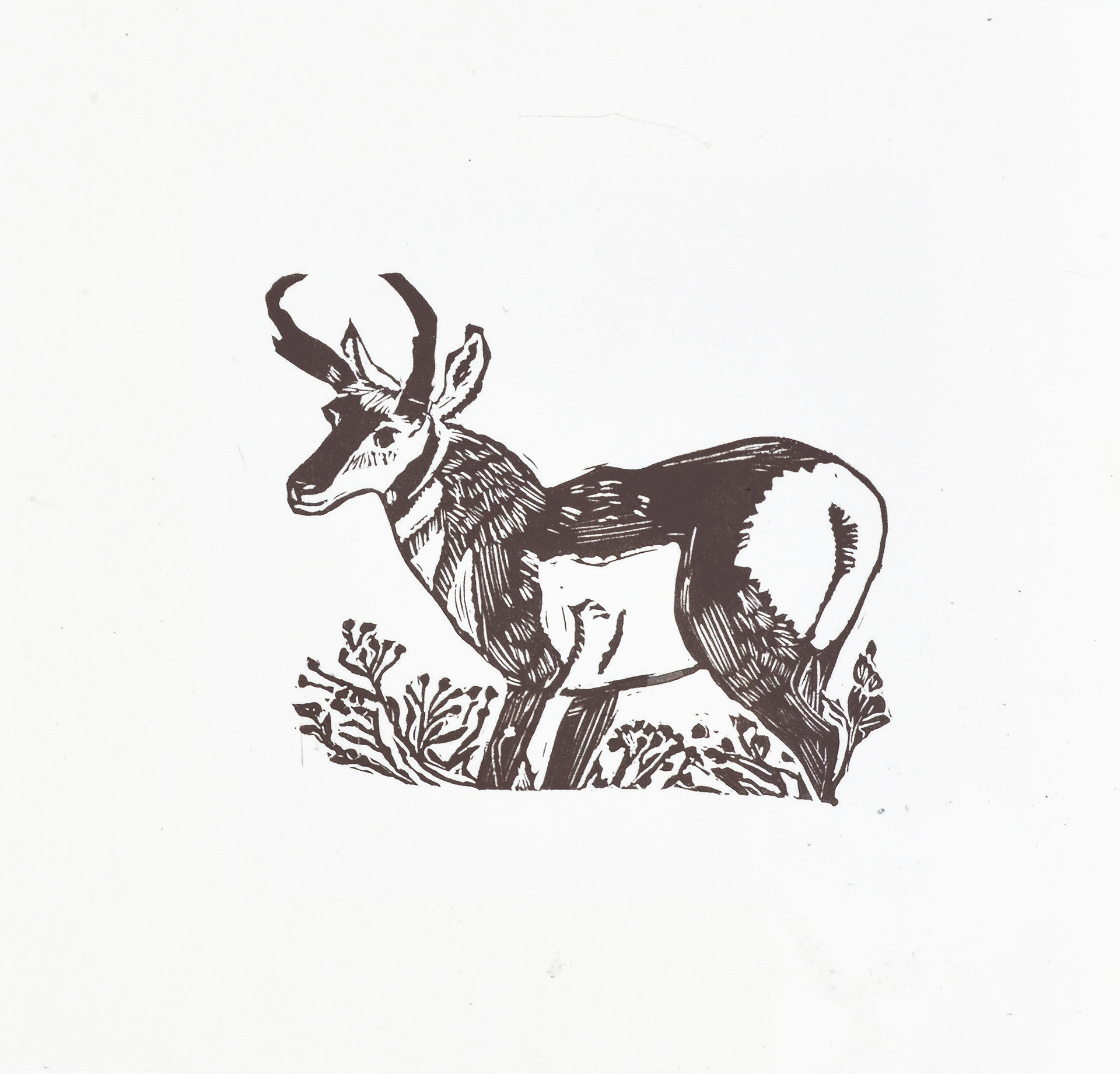Pronghorn Antelope by Kat Kinnick