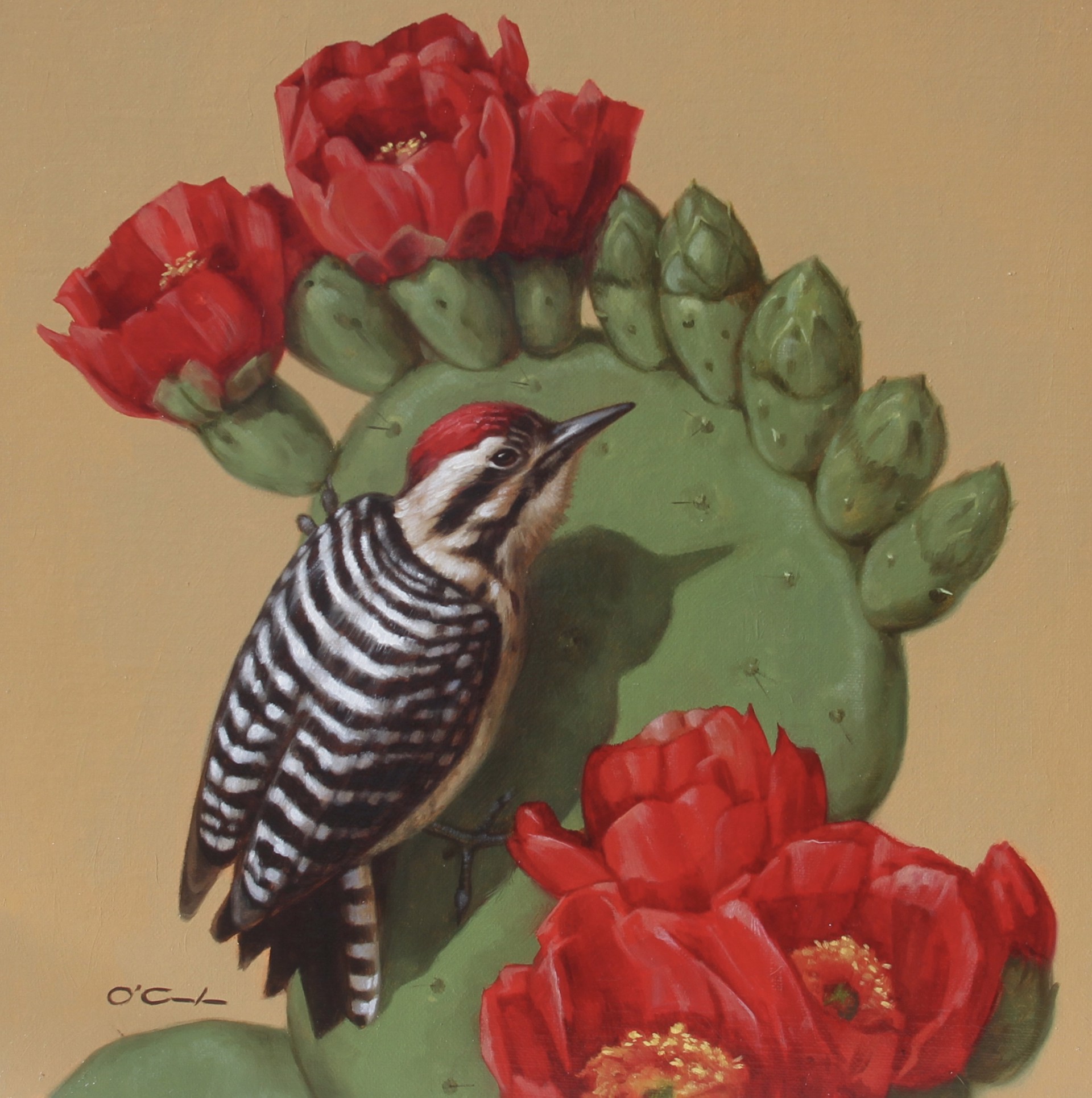 Ladder-Backed Woodpecker on Prickly Pear Cactus by Jennifer O'Cualain