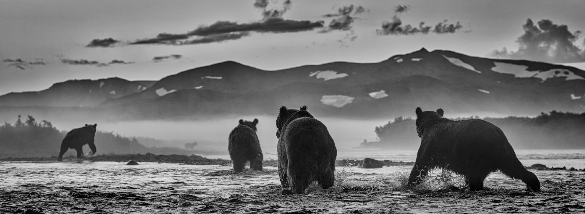 Bear Market by David Yarrow