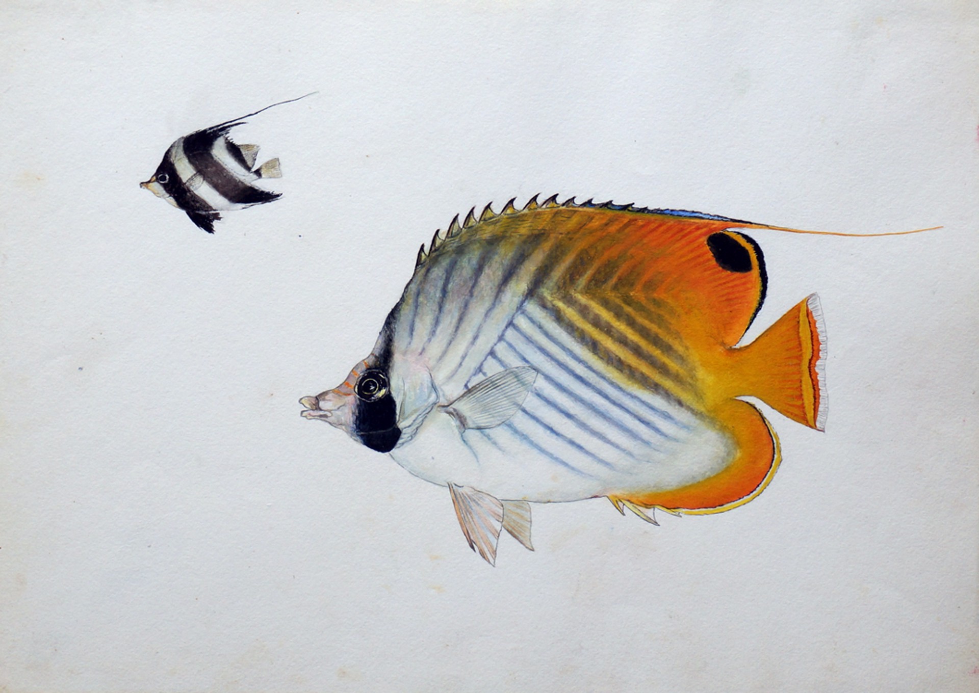 Threadfin Butterflyfish (Chaetodon Auriga) and Heniochus Sp. by Toshio Asaeda