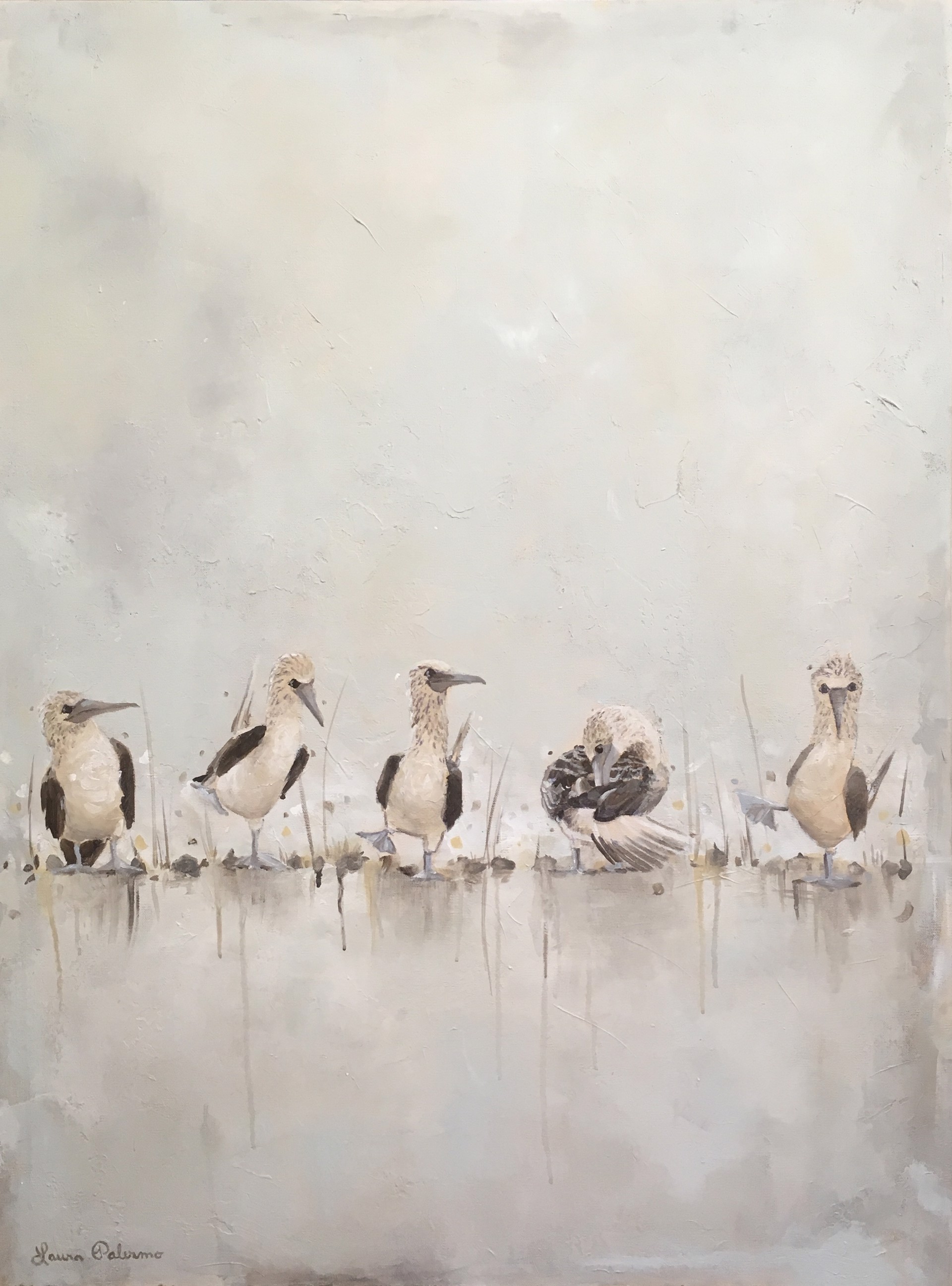 Blue Footed Boobies by Laura Palermo - Giclee Prints