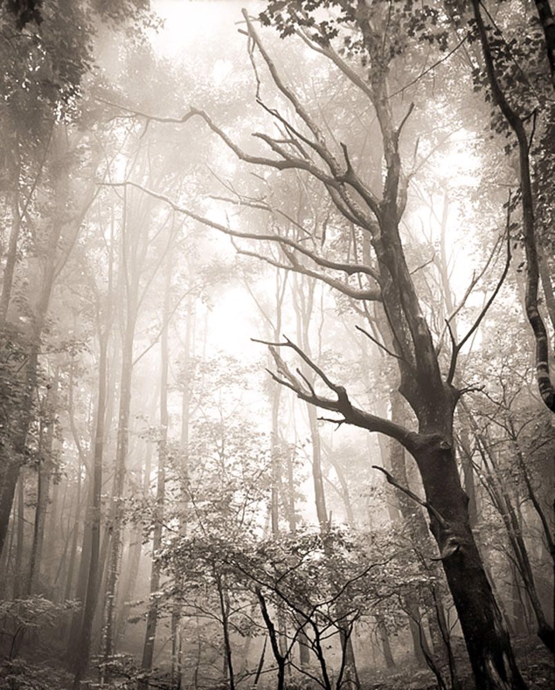 (#010) Dead Tree in Fog by Frank Hunter