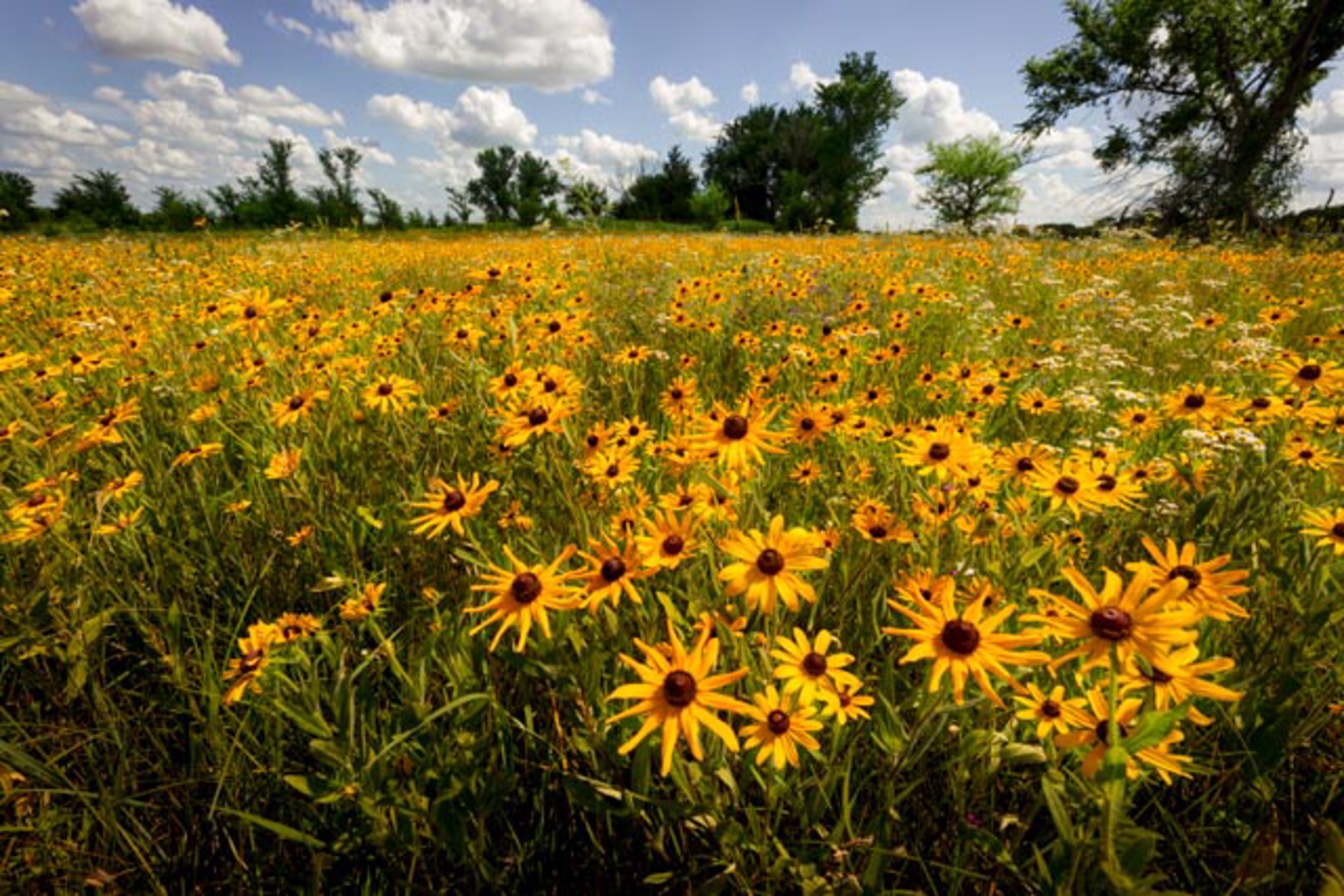 Wildflower Field by Scott Bean