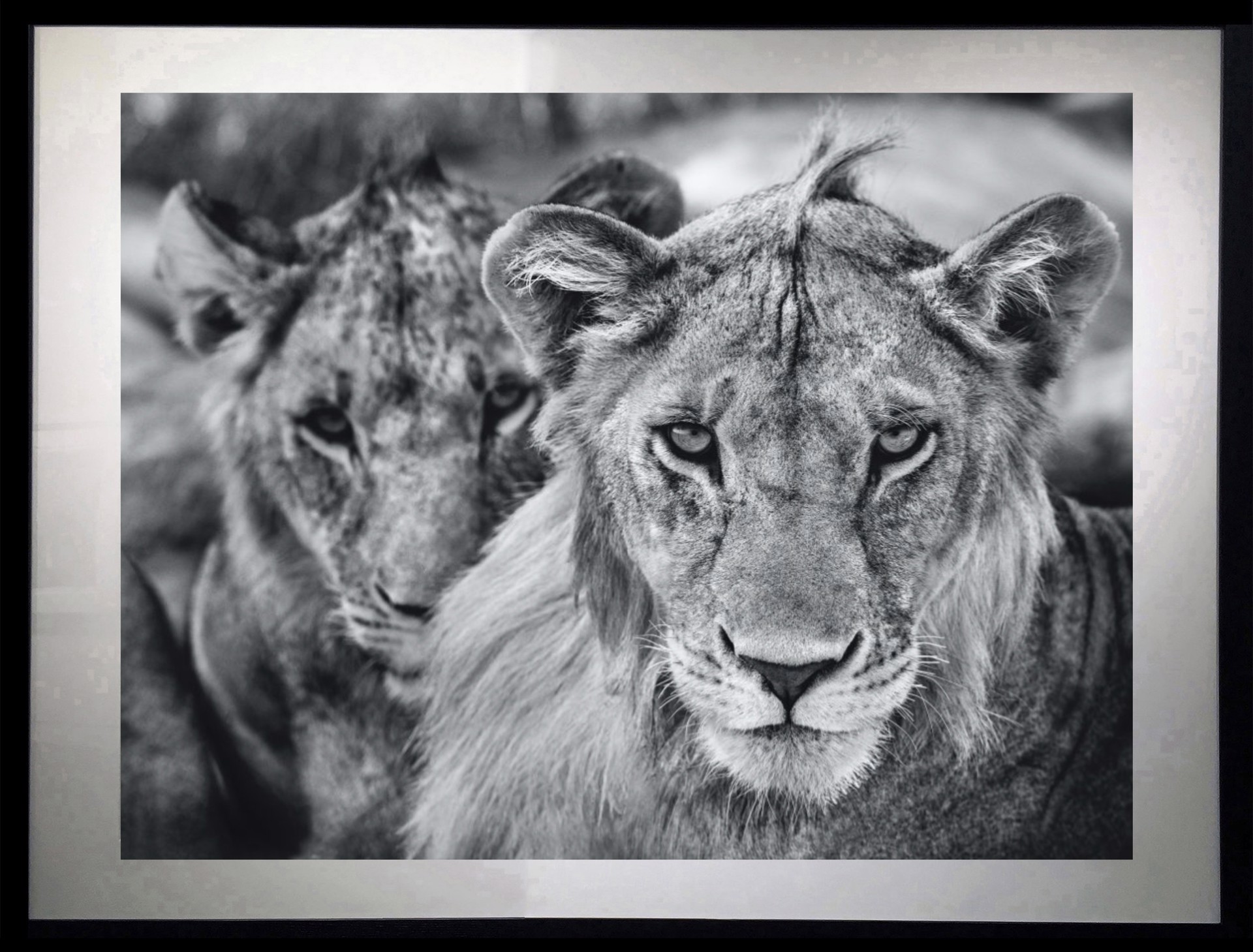 The Boys Are Back in Town by David Yarrow