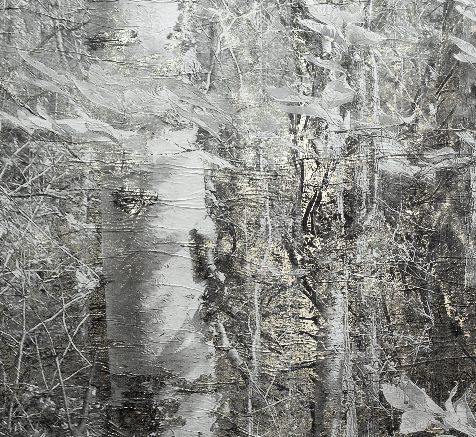 Birch Forest, Mt. Hale by Bill Claps