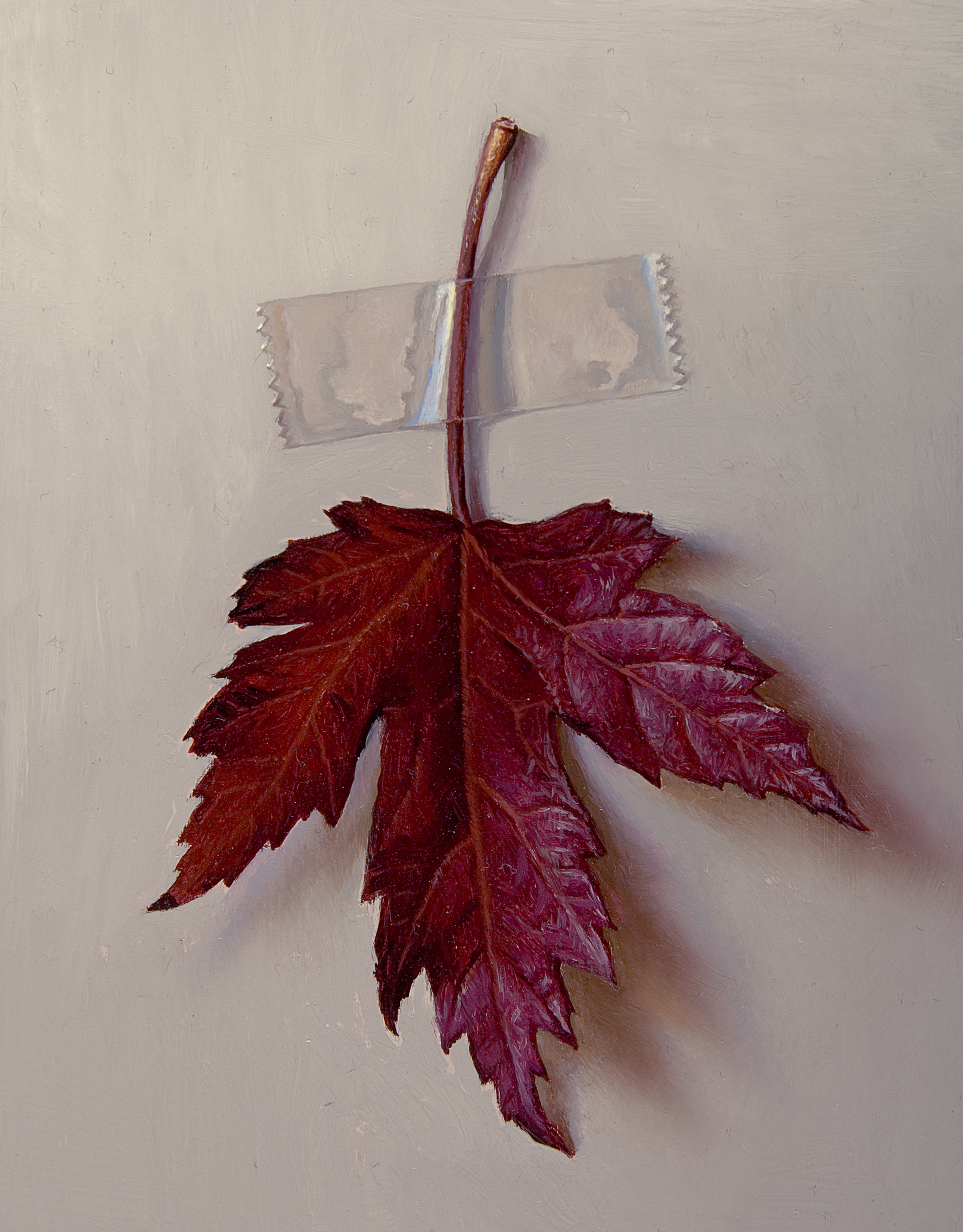 Red Maple Leaf by Scott Fraser