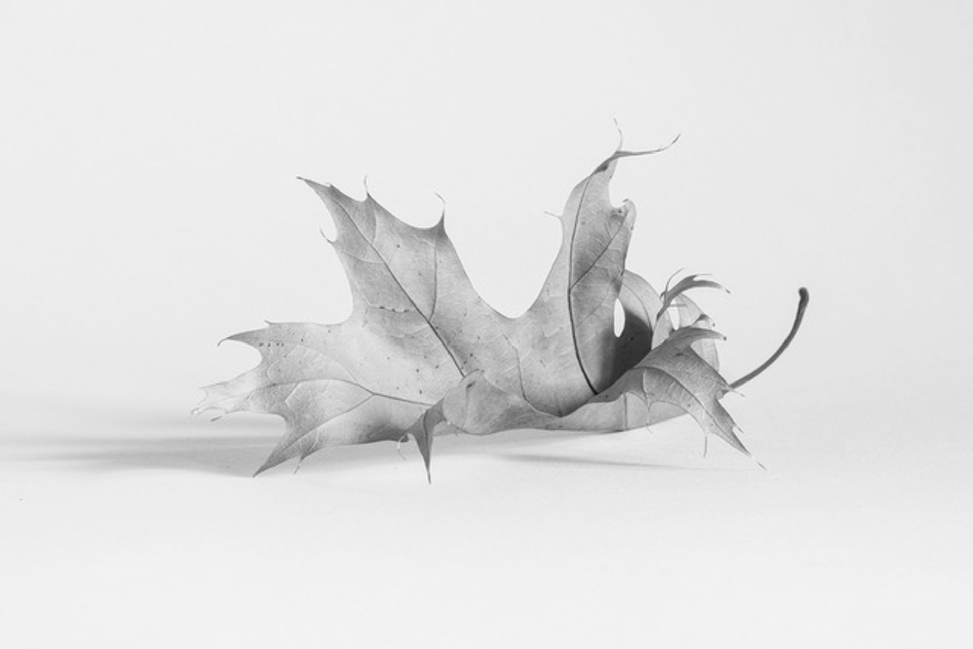 Every Leaf: 0510 by Alyson Belcher