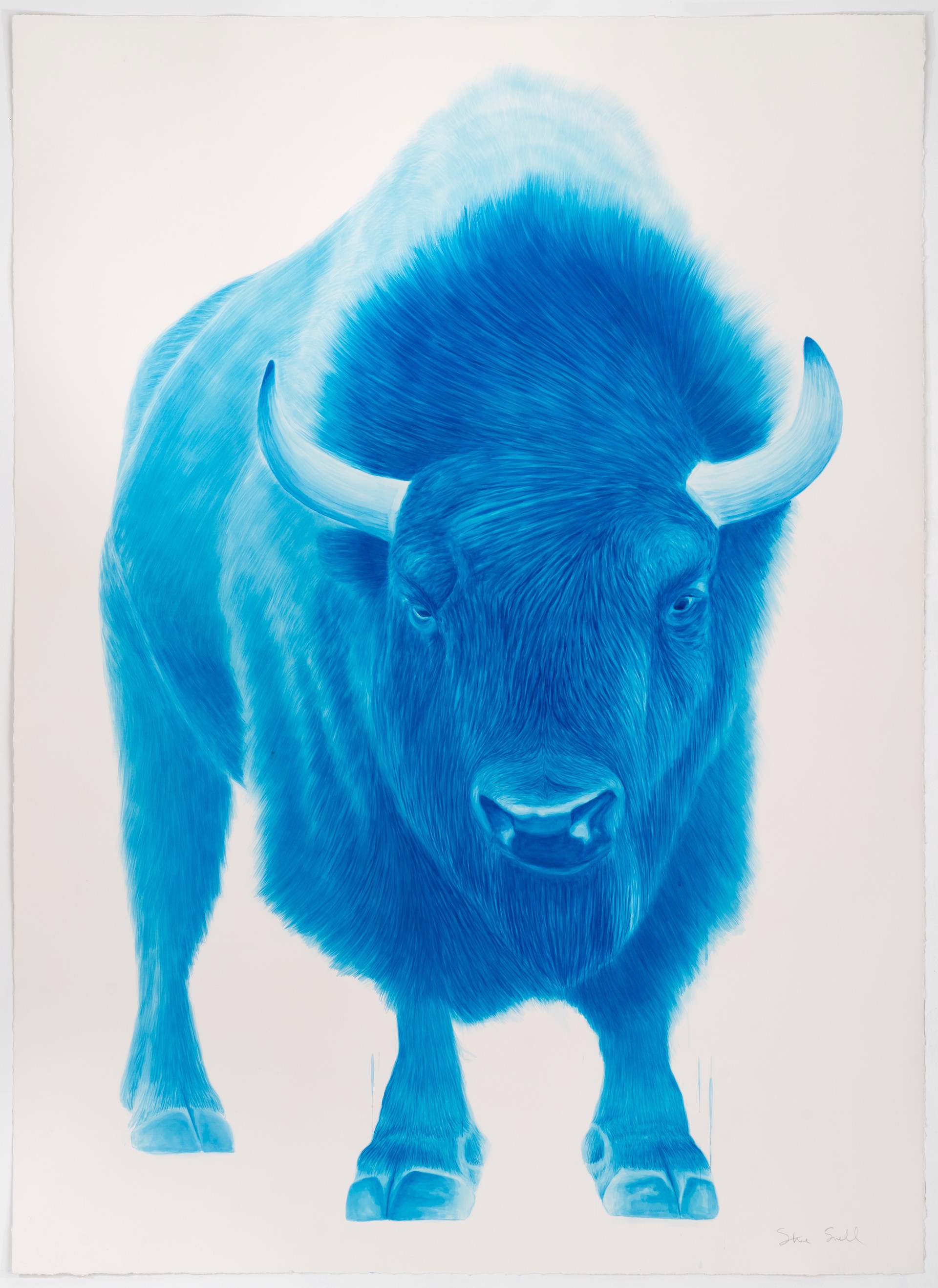 Blue Bison by Steve Snell