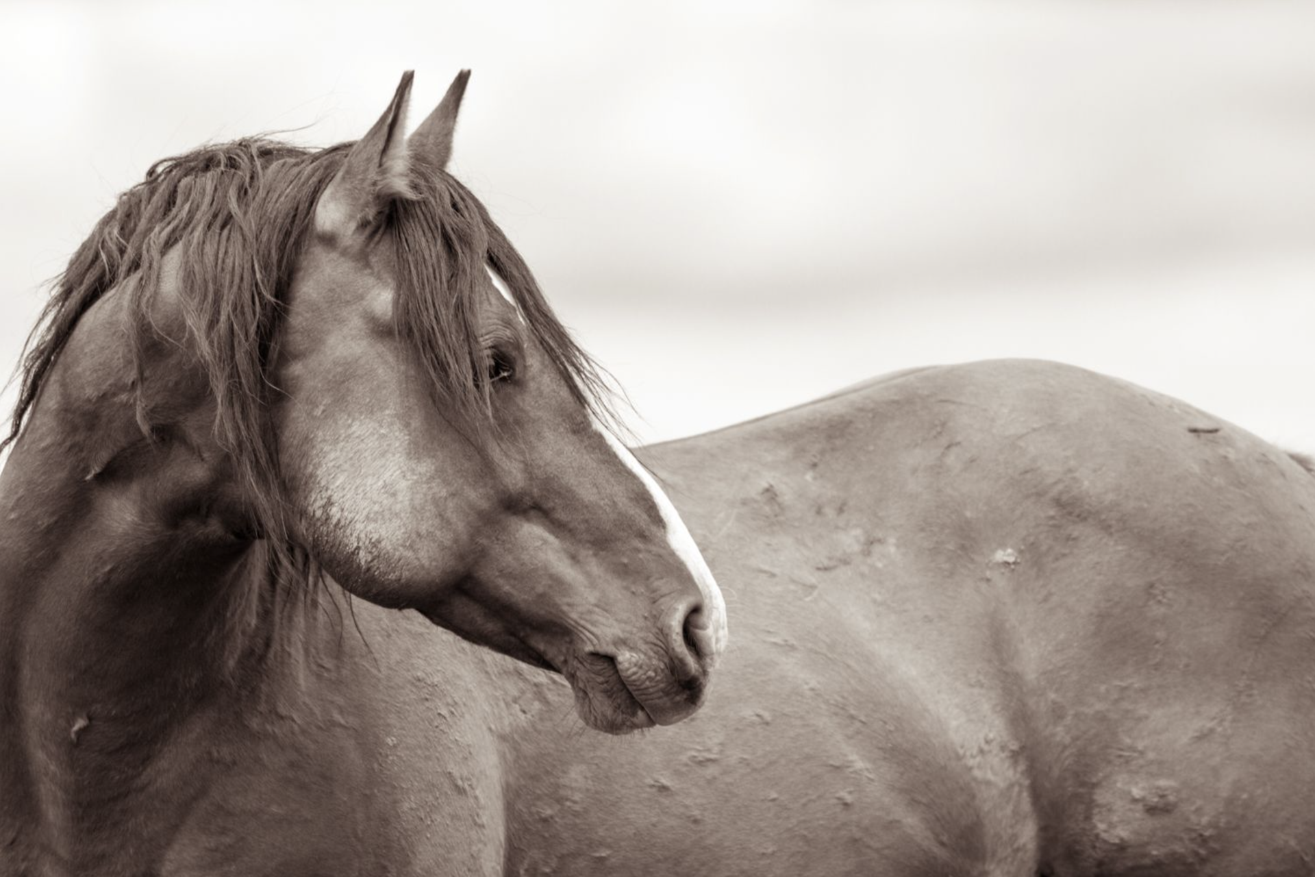 A Photograph Of A Side View Of A Mustang In Black And White By Kimerlee Curyl At Gallery Wild