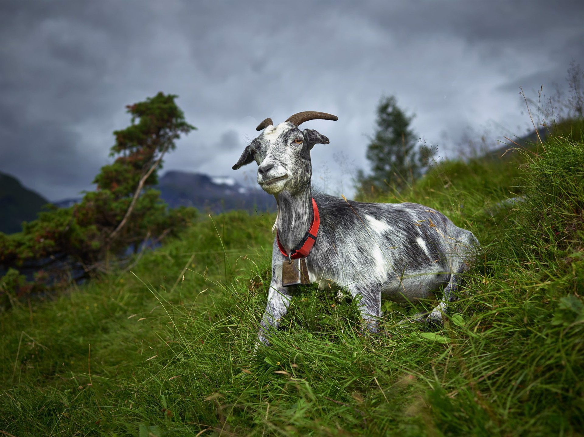 Old Goat, Geiranger Fjord, Norway, 2/10 by R. J. Kern
