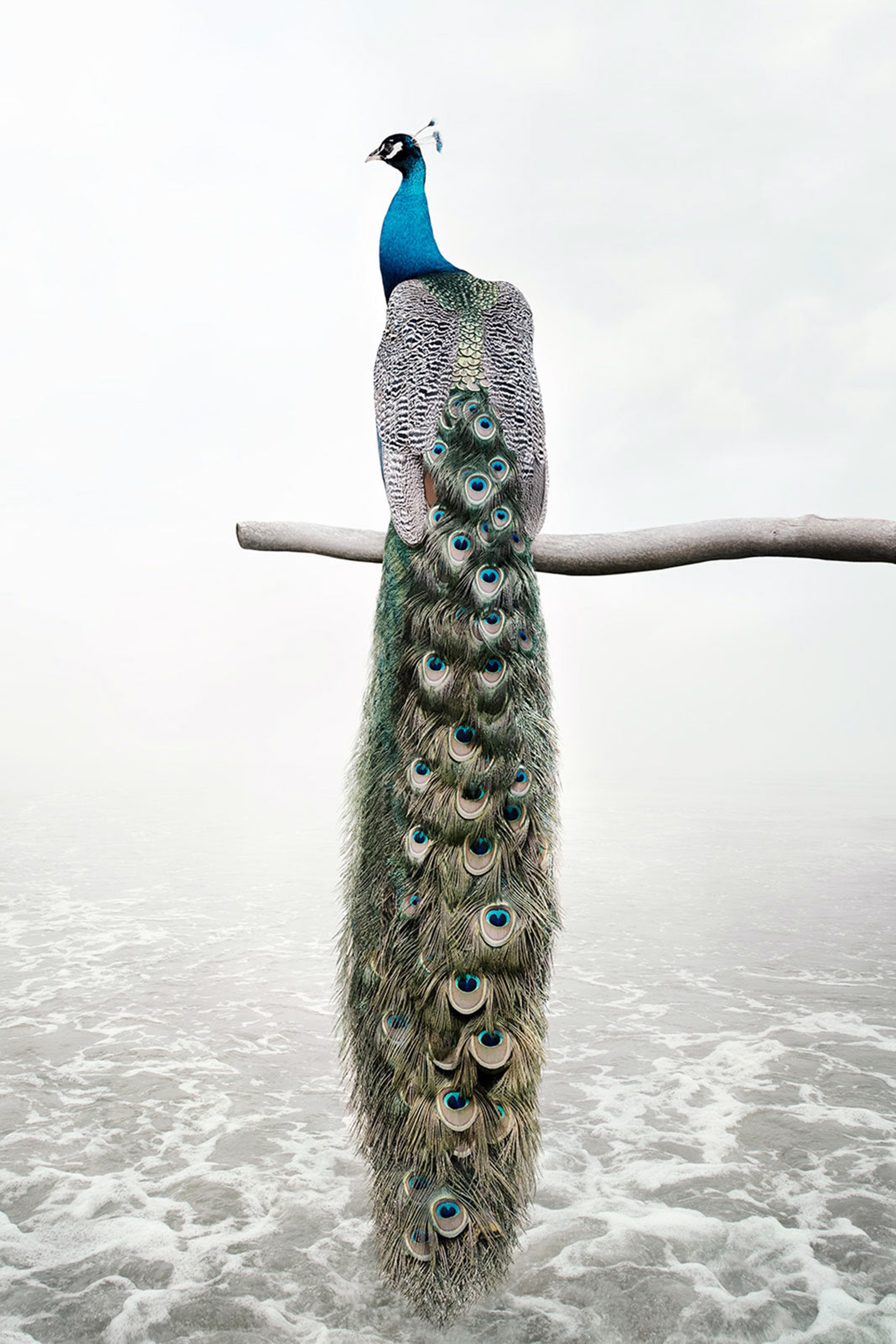 Patience Peacock by Alice Zilberberg