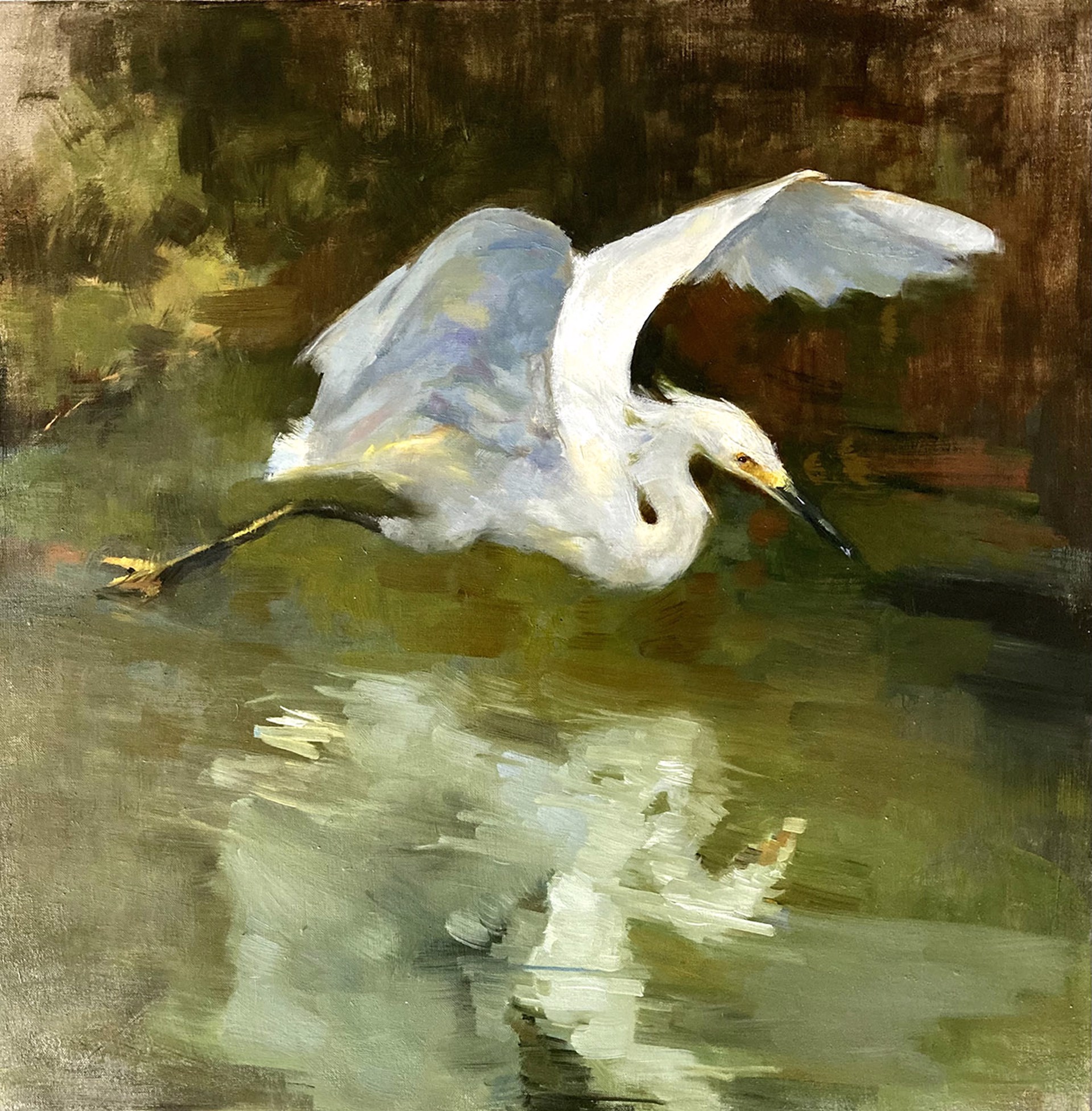 Snowy Egret Skimming the Lagoon by Katherine Galbraith