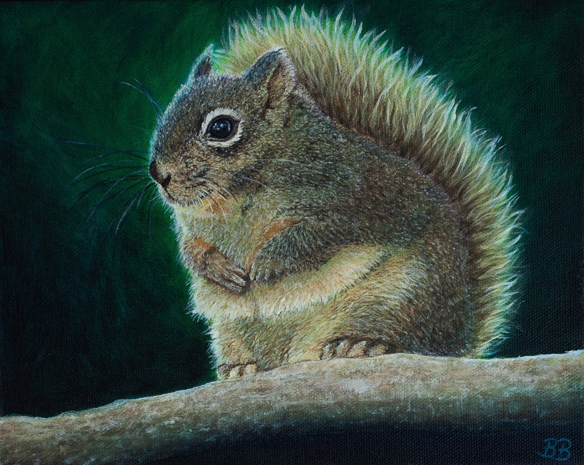 Pine Squirrel by Bailey Burton