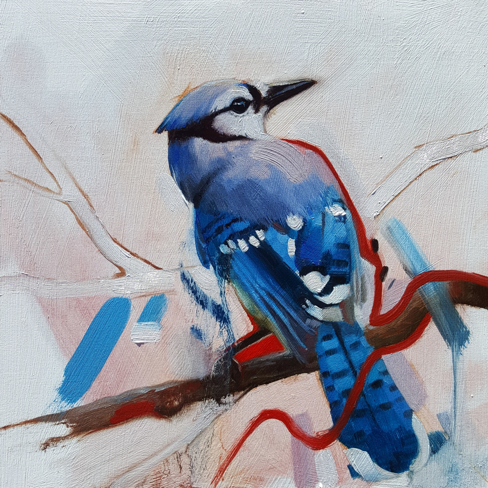 Blue Jay by Ryan Morse